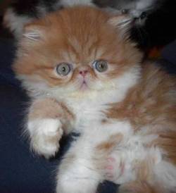 Exotic Shorthair cat breeder Colorado, Exotic Shorthair cat breeder Fort Collins, Exotic Shorthair Cat breeder Denver, Exotic Shorthair Cat breeder Colorado Springs, Exotic Shorthair Cat Breeder Pueblo, Exotic Shorthair cat breeder Longmont, Exotic Shorthair Cat breeder Loveland, Exotic Shorthair Cat Breeder Greeley, Exotic Shorthair Cat breeder Estes Park, Exotic Shorthair Cat breeder Grand Junction, Exotic Shorthair Cat breeder Wellington, Exotic Shorthair Cat Breeder Johnstown, Exotic Shorthair Cat breeder Mead, Exotic Shorthair Cattery, Exotic Shorthair, Exotic Shorthairs, Exotic Shorthair Cats, Exotic Shorthair Cat, Exotic Shorthair kittens, Exotic Shorthair kitten, Exotic Shorthair Cat Breeder, Exotic Shorthair Cat Breeders, Cat Breeder, Cat Breeders, cattery, cat, cats, kitten, kittens, Kashmir, Kashmirs, Kashmir Cat, Himalayans, Breeder, Breeders, feline, pet, Rocky Mountains, companion, breeder, breeders, Longhairs, Longhair Cats, longhair cats, colorpoint carrier, Cat Fanciers Association, healthy kittens for sale,