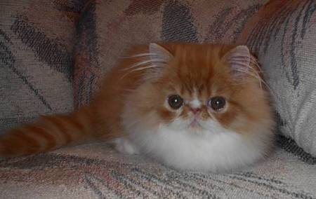 Persian Cattery, Persian, Persians, Persian Cats, Persian Kitten In Colorado, Persian Breeder In Colorado, Persian Cats for Sale, Persian Cat, Persian Kittens, Persian Kitten, Persian Cat Breeder, Persian Cat Breeders, Persian Cat Breeder In Colorado, Persian Kitten Breeder In Colorado, Cat Breeder, Cat Breeders, Cattery, Cat, Cats, Kitten, Kittens, Cat Attract cat litter, felines with bathroom problems, cat won't use the litter box consistently, poor litter box habits, cats in colorado, Persian cats for sale, Exotic Shorthair cats for sale, Exotic shorthair kitten, adopt kitten, kittens for sale in colorado, cats, kittens, Persians, Exotic shorthair cats, cute kittens, healthy kittens, cat shows in Colorado, cat breeder in colorado, Cat breeder with health guarantee Persian Cattery, Persian, Persians, Persian Cats, Persian Kitten In Colorado, Persian Breeder In Colorado, Persian Cats for Sale, Persian Cat, Persian Kittens, Persian Kitten, Persian Cat Breeder, Persian Cat Breeders, Persian Cat Breeder In Colorado, Persian Kitten Breeder In Colorado, Cat Breeder, Cat Breeders, Cattery, Cat, Cats, Kitten, Kittens,