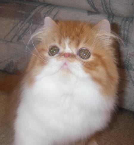 Exotic Shorthair cat breeder Colorado, Exotic Shorthair cat breeder Loveland, Exotic Shorthair Cat Breeder Fort Collins, Exotic Shorthair Cat Breeder Greeley, Exotic Shorthair Cat Breeder Longmont, Exotic Shorthair Cat Breeder Denver, Exotic Shorthair Cat Breeder Colorado Springs, Exotic Shorthair Cat Breeder Pueblo, Exotic Shorthair Cat Breeder Fountain, Exotic Shorthair Cat Breeder Berthoud, Exotic Shorthair Cat Breeder Grand Junction, Exotic Shorthair Cat Breeder Mead, Exotic Shorthair Cat Breeder Firestone, Exotic Shorthair Cat Breeder Arvada, Exotic Shorthair Cattery, Exotic cattery, Exotic shorthair cats, exotic shorthair kittens, Feline information, tips about cat care, cat behavior, information about cats, grooming tips, tips about grooming, Groomer's Goop, degrease a coat, Exotic Shorthair, Exotic Shorthairs, Exotic Shorthair Cats, Exotic Shorthair Kitten In Colorado, Exotic Shorthair Breeder In Colorado, Exotic Shorthair Cats for Sale, Exotic Shorthair Cat, Exotic Shorthair Kittens, Exotic Shorthair Kitten, Exotic Shorthair Cat Breeder, Exotic Shorthair Cat Breeders, Exotic Shorthair Cat Breeder In Colorado, Exotic Shorthair Kitten Breeder In Colorado, Cat Breeder, Cat Breeders, Cattery, Cat, Himalayans, Breeder, Breeders, Feline, Pet, Longhair Cats