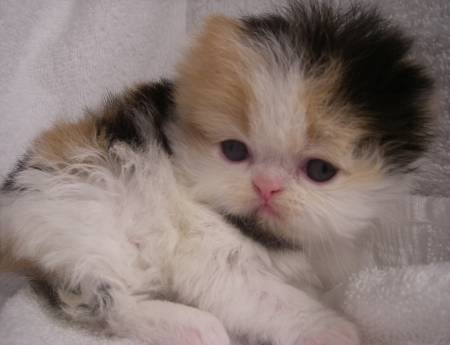 Exotic Shorthair cat breeder Colorado, Exotic Shorthair cat breeder Loveland, Exotic Shorthair Cat Breeder Fort Collins, Exotic Shorthair Cat Breeder Greeley, Exotic Shorthair Cat Breeder Longmont, Exotic Shorthair Cat Breeder Denver, Exotic Shorthair Cat Breeder Colorado Springs, Exotic Shorthair Cat Breeder Pueblo, Exotic Shorthair Cat Breeder Fountain, Exotic Shorthair Cat Breeder Berthoud, Exotic Shorthair Cat Breeder Grand Junction, Exotic Shorthair Cat Breeder Mead, Exotic Shorthair Cat Breeder Firestone, Exotic Shorthair Cat Breeder Arvada, Exotic Shorthair Cattery, Exotic cattery, Exotic shorthair cats, exotic shorthair kittens, Feline information, tips about cat care, cat behavior, information about cats, grooming tips, tips about grooming, Groomer's Goop, degrease a coat, Exotic Shorthair, Exotic Shorthairs, Exotic Shorthair Cats, Exotic Shorthair Kitten In Colorado, Exotic Shorthair Breeder In Colorado, Exotic Shorthair Cats for Sale, Exotic Shorthair Cat, Exotic Shorthair Kittens, Exotic Shorthair Kitten, Exotic Shorthair Cat Breeder, Exotic Shorthair Cat Breeders, Exotic Shorthair Cat Breeder In Colorado, Exotic Shorthair Kitten Breeder In Colorado, Cat Breeder, Cat Breeders, Cattery, Cat, Himalayans, Breeder, Breeders, Feline, Pet, Longhair Cats Persian Cattery, Persian, Persians, Persian Cats, Persian Kitten In Colorado, Persian Breeder In Colorado, Persian Cats for Sale, Persian Cat, Persian Kittens, Persian Kitten, Persian Cat Breeder, Persian Cat Breeders, Persian Cat Breeder In Colorado, Persian Kitten Breeder In Colorado, Cat Breeder, Cat Breeders, Cattery, Cat, Cats, Kitten, Kittens,
