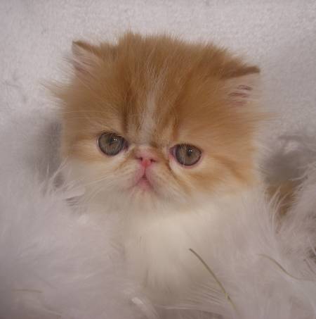 Persians, Himalayans, Cat Breeder, Cattery, Cats, Kittens, Feline, Pet, Rocky Mountains, Companion Persian cat breeder Colorado, Persian cat breeder Fort Collins, Persian Cat breeder Denver, Persian Cat breeder Colorado Springs, Persian Cat Breeder Pueblo, Persian cat breeder Longmont, Persian Cat breeder Loveland, Persian Cat Breeder Greeley, Persian Cat breeder Estes Park, Persian Cat breeder Grand Junction, Persian Cat breeder Wellington, Persian Cat Breeder Johnstown, Persian Cat breeder Mead, Persian Cattery, Persian, Persians, Persian Cats, Persian Cat, Persian kittens, Persian kitten, Persian Cat Breeder, Persian Cat Breeders, Cat Breeder, Cat Breeders, cattery, cat, cats, kitten, kittens, Kashmir, Kashmirs, Kashmir Cat, Himalayans, Breeder, Breeders, feline, pet, Rocky Mountains, companion, breeder, breeders, Longhairs, Longhair Cats, longhair cats, colorpoint carrier, Cat Fanciers Association, healthy kittens for sale,