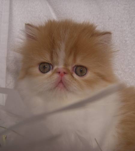 Shorthair Cat Breeder Grand Junction, Exotic Shorthair Cat Breeder Mead, Exotic Shorthair Cat Breeder Firestone, Exotic Shorthair Cat Breeder Arvada, Exotic Shorthair Cattery, Exotic cattery, Exotic shorthair cats, exotic shorthair kittens, Feline information, tips about cat care, cat behavior, information about cats, grooming tips, tips about grooming, Groomer's Goop, degrease a coat, Exotic Shorthair, Exotic Shorthairs, Exotic Shorthair Cats, Exotic Shorthair Kitten In Colorado, Exotic Shorthair Breeder In Colorado, Exotic Shorthair Cats for Sale, Exotic Shorthair Cat, Exotic Shorthair Kittens, Exotic Shorthair Kitten, Exotic Shorthair Cat Breeder, Exotic Shorthair Cat Breeders, Exotic Shorthair Cat Breeder In Colorado, Exotic Shorthair Kitten Breeder In Colorado, Cat Breeder, Cat Breeders, Cattery, Cat, Himalayans, Breeder, Breeders, Feline, Pet, Longhair Cats