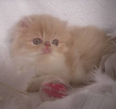 Persian Cattery, Persian, Persians, Persian Cats, Persian Kitten In Colorado, Persian Breeder In Colorado, Persian Cats for Sale, Persian Cat, Persian Kittens, Persian Kitten, Persian Cat Breeder, Persian Cat Breeders, Persian Cat Breeder In Colorado, Persian Kitten Breeder In Colorado, Cat Breeder, Cat Breeders, Cattery, Cat, Cats, Kitten, Kittens, Cat Attract cat litter, felines with bathroom problems, cat won't use the litter box consistently, poor litter box habits, cats in colorado, Persian cats for sale, Exotic Shorthair cats for sale, Exotic shorthair kitten, adopt kitten, kittens for sale in colorado, cats, kittens, Persians, Exotic shorthair cats, cute kittens, healthy kittens, cat shows in Colorado, cat breeder in colorado, Cat breeder with health guarantee Persian Cattery, Persian, Persians, Persian Cats, Persian Kitten In Colorado, Persian Breeder In Colorado, Persian Cats for Sale, Persian Cat, Persian Kittens, Persian Kitten, Persian Cat Breeder, Persian Cat Breeders, Persian Cat Breeder In Colorado, Persian Kitten Breeder In Colorado, Cat Breeder, Cat Breeders, Cattery, Cat, Cats, Kitten, Kittens,