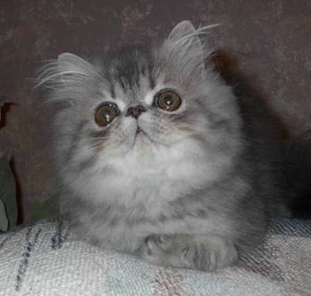Persian cat breeder Colorado, Persian cat breeder Fort Collins, Persian Cat breeder Denver, Persian Cat breeder Colorado Springs, Persian Cat Breeder Pueblo, Persian cat breeder Longmont, Persian Cat breeder Loveland, Persian Cat Breeder Greeley, Persian Cat breeder Estes Park, Persian Cat breeder Grand Junction, Persian Cat breeder Wellington, Persian Cat Breeder Johnstown, Persian Cat breeder Mead, Persian Cattery, Persian, Persians, Persian Cats, Persian Cat, Persian kittens, Persian kitten, Persian Cat Breeder, Persian Cat Breeders, Cat Breeder, Cat Breeders, cattery, cat, cats, kitten, kittens, Kashmir, Kashmirs, Kashmir Cat, Himalayans, Breeder, Breeders, feline, pet, Rocky Mountains, companion, breeder, breeders, Longhairs, Longhair Cats, longhair cats, colorpoint carrier, Cat Fanciers Association, healthy kittens for sale, Persian cat breeder Colorado, Persian cat breeder Loveland, Persian Cat Breeder Fort Collins, Persian Cat Breeder Greeley, Persian Cat Breeder Longmont, Persian Cat Breeder Denver, Persian Cat Breeder Colorado Springs, Persian Cat Breeder Pueblo, Persian Cat Breeder Fountain, Persian Cat Breeder Berthoud, Persian Cat Breeder Grand Junction, Persian Cat Breeder Mead, Persian Cat Breeder Firestone, Persian Cat Breeder Arvada, Persian Cattery, Exotic cattery, Exotic shorthair cats, exotic shorthair kittens, Feline information, tips about cat care, cat behavior, information about cats, grooming tips, tips about grooming, Groomer's Goop, degrease a coat, Persian, Persians, Persian Cats, Persian Kitten In Colorado, Persian Breeder In Colorado, Persian Cats for Sale, Persian Cat, Persian Kittens, Persian Kitten, Persian Cat Breeder, Persian Cat Breeders, Persian Cat Breeder In Colorado, Persian Kitten Breeder In Colorado, Cat Breeder, Cat Breeders, Cattery, Cat, Himalayans, Breeder, Breeders, Feline, Pet, Longhair Cats Exotic Shorthair cat breeder Colorado, Exotic Shorthair cat breeder Fort Collins, Exotic Shorthair Cat breeder Denver, Exotic Shorthair Cat breeder Colorado Springs, Exotic Shorthair Cat Breeder Pueblo, Exotic Shorthair cat breeder Longmont, Exotic Shorthair Cat breeder Loveland, Exotic Shorthair Cat Breeder Greeley, Exotic Shorthair Cat breeder Estes Park, Exotic Shorthair Cat breeder Grand Junction, Exotic Shorthair Cat breeder Wellington, Exotic Shorthair Cat Breeder Johnstown, Exotic Shorthair Cat breeder Mead, Exotic Shorthair Cattery, Exotic Shorthair, Exotic Shorthairs, Exotic Shorthair Cats, Exotic Shorthair Cat, Exotic Shorthair kittens, Exotic Shorthair kitten, Exotic Shorthair Cat Breeder, Exotic Shorthair Cat Breeders, Cat Breeder, Cat Breeders, cattery, cat, cats, kitten, kittens, Kashmir, Kashmirs, Kashmir Cat, Himalayans, Breeder, Breeders, feline, pet, Rocky Mountains, companion, breeder, breeders, Longhairs, Longhair Cats, longhair cats, colorpoint carrier, Cat Fanciers Association, healthy kittens for sale,