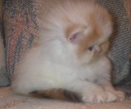 Shorthair Cat Breeder Grand Junction, Exotic Shorthair Cat Breeder Mead, Exotic Shorthair Cat Breeder Firestone, Exotic Shorthair Cat Breeder Arvada, Exotic Shorthair Cattery, Exotic cattery, Exotic shorthair cats, exotic shorthair kittens, Feline information, tips about cat care, cat behavior, information about cats, grooming tips, tips about grooming, Groomer's Goop, degrease a coat, Exotic Shorthair, Exotic Shorthairs, Exotic Shorthair Cats, Exotic Shorthair Kitten In Colorado, Exotic Shorthair Breeder In Colorado, Exotic Shorthair Cats for Sale, Exotic Shorthair Cat, Exotic Shorthair Kittens, Exotic Shorthair Kitten, Exotic Shorthair Cat Breeder, Exotic Shorthair Cat Breeders, Exotic Shorthair Cat Breeder In Colorado, Exotic Shorthair Kitten Breeder In Colorado, Cat Breeder, Cat Breeders, Cattery, Cat, Himalayans, Breeder, Breeders, Feline, Pet, Longhair Cats Persian Cattery, Persian, Persians, Persian Cats, Persian Kitten In Colorado, Persian Breeder In Colorado, Persian Cats for Sale, Persian Cat, Persian Kittens, Persian Kitten, Persian Cat Breeder, Persian Cat Breeders, Persian Cat Breeder In Colorado, Persian Kitten Breeder In Colorado, Cat Breeder, Cat Breeders, Cattery, Cat, Cats, Kitten, Kittens, Cat Attract cat litter, felines with bathroom problems, cat won't use the litter box consistently, poor litter box habits, cats in colorado, Persian cats for sale, Exotic Shorthair cats for sale, Exotic shorthair kitten, adopt kitten, kittens for sale in colorado, cats, kittens, Persians, Exotic shorthair cats, cute kittens, healthy kittens, cat shows in Colorado, cat breeder in colorado, Cat breeder with health guarantee