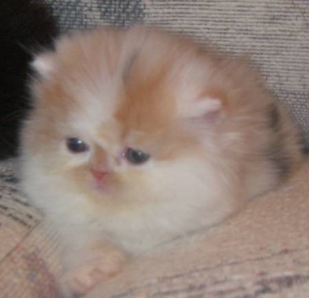Shorthair Cat Breeder Grand Junction, Exotic Shorthair Cat Breeder Mead, Exotic Shorthair Cat Breeder Firestone, Exotic Shorthair Cat Breeder Arvada, Exotic Shorthair Cattery, Exotic cattery, Exotic shorthair cats, exotic shorthair kittens, Feline information, tips about cat care, cat behavior, information about cats, grooming tips, tips about grooming, Groomer's Goop, degrease a coat, Exotic Shorthair, Exotic Shorthairs, Exotic Shorthair Cats, Exotic Shorthair Kitten In Colorado, Exotic Shorthair Breeder In Colorado, Exotic Shorthair Cats for Sale, Exotic Shorthair Cat, Exotic Shorthair Kittens, Exotic Shorthair Kitten, Exotic Shorthair Cat Breeder, Exotic Shorthair Cat Breeders, Exotic Shorthair Cat Breeder In Colorado, Exotic Shorthair Kitten Breeder In Colorado, Cat Breeder, Cat Breeders, Cattery, Cat, Himalayans, Breeder, Breeders, Feline, Pet, Longhair Cats Persian Cattery, Persian, Persians, Persian Cats, Persian Kitten In Colorado, Persian Breeder In Colorado, Persian Cats for Sale, Persian Cat, Persian Kittens, Persian Kitten, Persian Cat Breeder, Persian Cat Breeders, Persian Cat Breeder In Colorado, Persian Kitten Breeder In Colorado, Cat Breeder, Cat Breeders, Cattery, Cat, Cats, Kitten, Kittens, Cat Attract cat litter, felines with bathroom problems, cat won't use the litter box consistently, poor litter box habits, cats in colorado, Persian cats for sale, Exotic Shorthair cats for sale, Exotic shorthair kitten, adopt kitten, kittens for sale in colorado, cats, kittens, Persians, Exotic shorthair cats, cute kittens, healthy kittens, cat shows in Colorado, cat breeder in colorado, Cat breeder with health guarantee