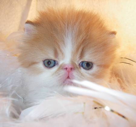 Exotic Shorthair cat breeder Colorado, Exotic Shorthair cat breeder Loveland, Exotic Shorthair Cat Breeder Fort Collins, Exotic Shorthair Cat Breeder Greeley, Exotic Shorthair Cat Breeder Longmont, Exotic Shorthair Cat Breeder Denver, Exotic Shorthair Cat Breeder Colorado Springs, Exotic Shorthair Cat Breeder Pueblo, Exotic Shorthair Cat Breeder Fountain, Exotic Shorthair Cat Breeder Berthoud, Exotic Shorthair Cat Breeder Grand Junction, Exotic Shorthair Cat Breeder Mead, Exotic Shorthair Cat Breeder Firestone, Exotic Shorthair Cat Breeder Arvada, Exotic Shorthair Cattery, Exotic cattery, Exotic shorthair cats, exotic shorthair kittens, Feline information, tips about cat care, cat behavior, information about cats, grooming tips, tips about grooming, Groomer's Goop, degrease a coat, Exotic Shorthair, Exotic Shorthairs, Exotic Shorthair Cats, Exotic Shorthair Kitten In Colorado, Exotic Shorthair Breeder In Colorado, Exotic Shorthair Cats for Sale, Exotic Shorthair Cat, Exotic Shorthair Kittens, Exotic Shorthair Kitten, Exotic Shorthair Cat Breeder, Exotic Shorthair Cat Breeders, Exotic Shorthair Cat Breeder In Colorado, Exotic Shorthair Kitten Breeder In Colorado, Cat Breeder, Cat Breeders, Cattery, Cat, Himalayans, Breeder, Breeders, Feline, Pet, Longhair Cats