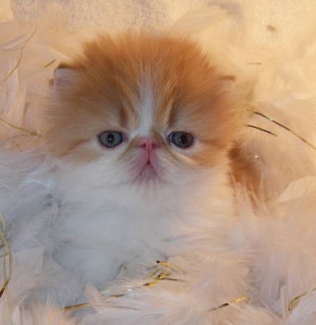 Persian Cattery, Persian, Persians, Persian Cats, Persian Kitten In Colorado, Persian Breeder In Colorado, Persian Cats for Sale, Persian Cat, Persian Kittens, Persian Kitten, Persian Cat Breeder, Persian Cat Breeders, Persian Cat Breeder In Colorado, Persian Kitten Breeder In Colorado, Cat Breeder, Cat Breeders, Cattery, Cat, Cats, Kitten, Kittens, Cat Attract cat litter, felines with bathroom problems, cat won't use the litter box consistently, poor litter box habits, cats in colorado, Persian cats for sale, Exotic Shorthair cats for sale, Exotic shorthair kitten, adopt kitten, kittens for sale in colorado, cats, kittens, Persians, Exotic shorthair cats, cute kittens, healthy kittens, cat shows in Colorado, cat breeder in colorado, Cat breeder with health guarantee