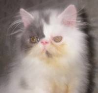 Persian Cattery, Persian, Persians, Persian Cats, Persian Kitten In Colorado, Persian Breeder In Colorado, Persian Cats for Sale, Persian Cat, Persian Kittens, Persian Kitten, Persian Cat Breeder, Persian Cat Breeders, Persian Cat Breeder In Colorado, Persian Kitten Breeder In Colorado, Cat Breeder, Cat Breeders, Cattery, Cat, Cats, Kitten, Kittens, Cat Attract cat litter, felines with bathroom problems, cat won't use the litter box consistently, poor litter box habits, cats in colorado, Persian cats for sale, Exotic Shorthair cats for sale, Exotic shorthair kitten, adopt kitten, kittens for sale in colorado, cats, kittens, Persians, Exotic shorthair cats, cute kittens, healthy kittens, cat shows in Colorado, cat breeder in colorado, Cat breeder with health guarantee, Exotic Shorthair cat breeder Colorado, Exotic Shorthair cat breeder Loveland, Exotic Shorthair Cat Breeder Fort Collins, Exotic Shorthair Cat Breeder Greeley, Exotic Shorthair Cat Breeder Longmont, Exotic Shorthair Cat Breeder Denver, Exotic Shorthair Cat Breeder Colorado Springs, Exotic Shorthair Cat Breeder Pueblo, Exotic Shorthair Cat Breeder Fountain, Exotic Shorthair Cat Breeder Berthoud, Exotic