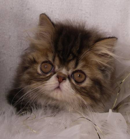 Brown Classic Tabby & White Persian Male - DOB 04-22-2009-3