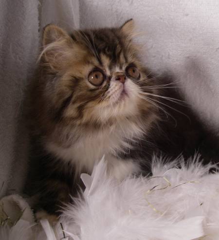 Brown Classic Tabby & White Persian Male - DOB 04-22-2009-7