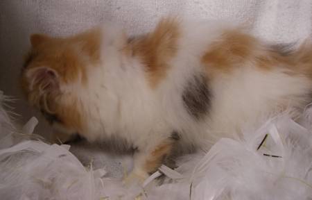 Brown Patch Tabby & White Female DOB 050509-2