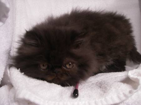 Black Persian Kitten For Sale - Rocky Mountain Persians, Himalayans &  Exotic Shorthair