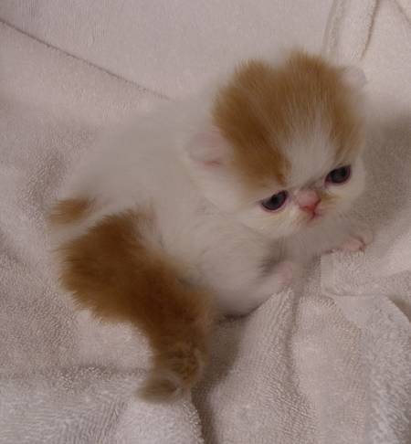Exotic Adoption: Exotic Kittens for Sale and Adoption 