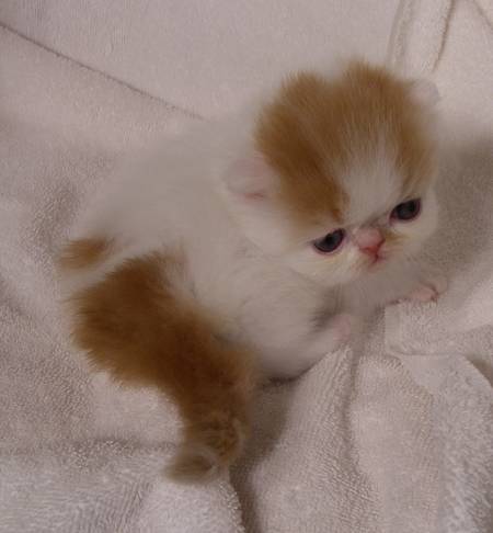 red and white persian cat