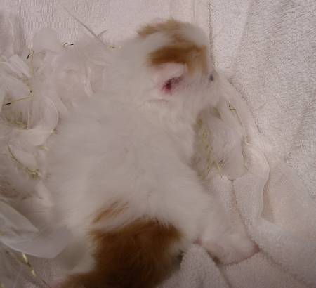 teacup persian cat, persian cat, persian kittens for sale, persian cat for sale, ragdoll cat, teacup kittens for sale, cat breeds, teacup kittens, persian kitty, teacup persian kittens for sale, teacup cats for sale, himalayan cat, persian cat price, kittens for sale, teacup cats, teacup persian kittens, persian cat rescue, persian kittens for sale near me, teacup persian kittens for sale near me, persian cats for adoption, persian cat breeds, teacup persian, persian kittens for adoption, white persian kittens for sale, himalayan kittens for sale, miniature kittens, white persian cat, teacup persian cat for sale, buy persian cat, grey persian cat, chinchilla persian kittens for sale, exotic shorthair kittens for sale, himalayan cat for sale, doll face persian kittens for sale, persian cat kitten, teacup kittens for sale cheap, persian cat food, persian cats for sale near me, white persian kitten, micro kittens for sale, chinchilla kittens for sale, blue persian cat, himalayan kitten, chinchilla persian, teacup kittens for adoption, doll face persian, doll face persian kittens, domestic cat breeds, white persian cat for sale, miniature kittens for sale, teacup persian kittens for adoption, persian breeders, chinchilla persian kittens, exotic kittens for sale, long haired kittens for sale, fluffy kittens for sale, persians for sale, buy persian cat online, small cat breeds, teacup cat price, teacup cats for adoption, teacup kittens for sale near me, mini kittens, mini persian cat, miniature persian cat, miniature cats for sale, buy persian kitten, persian cat personality, wild cat breeds, teacup persian cat price, teacup himalayan kittens for sale, blue persian kittens for sale, calico persian kittens for sale, teacup kittens price, persian cat care, toy kittens for sale, cheap persian kittens for sale, teacup kitten breeders, white kittens for sale, persian cat breeders near me, persian rescue, teacup cats for sale near me, black persian kitten, cat tea cups, teacup persian kittens price, silver persian kittens for sale, flat face cat for sale, persian kitten breeders, black persian kittens for sale, teacup kitty, himalayan cat breed, persian cat price range, persian cat kitten for sale, where to buy teacup cats, himalayan persian cat for sale, teacup persian for sale, teacup persian kittens for sale price, exotic cat breeds, persian cat information, short hair persian cat, mini kittens for sale, exotic kittens, black persian cat for sale, kitten persia, baby kittens for sale, persian cat cost, exotic persian kittens, white persian, silver persian cat, where to buy persian cat, doll face persian cat, white teacup persian kittens for sale, red persian kitten for sale, miniature kittens for sale near me, teacup kitty for sale, largest domestic cat breed, tortoiseshell kittens for sale, baby persian cat, blue persian kitten, persian kitten price, grey cat breeds, black persian cat, persian kitty for sale, calico kittens for sale, teacup doll face persian kittens for sale, cute persian cat, teacup cat breeds, grey persian kittens for sale, buy persian kittens online, teacup persian cat full grown, kitten in a teacup, blue persian cat for sale, gray persian cat, chinchilla persian cat, mini persian kittens for sale, red persian cat, persian cat baby price, iranian tea cups, persian cat temperament, white persian kittens for adoption, persian breeders near me, purebred persian kittens, teacup cats for sale cheap, miniature persian kittens, persian kittens near me, himalayan persian cat, ginger persian kittens for sale, where can i buy a persian kitten, toy persian cat, where can i buy a persian cat, full grown teacup kittens, persian and himalayan cat rescue, full grown teacup cats, white teacup persian kitten, chocolate persian kittens for sale, tabby kittens for sale, flat face persian kittens for sale, house cat breeds, ginger persian cat, exotic persian cat, chinchilla cat for sale, grey persian kitten, teacup chinchilla persian kittens for sale, punch face cat, calico persian cat, bengal cat for sale, teacup persian kittens for sale cheap, orange persian kittens for sale, flat face cat, rehome persian cat, persian cat toys, flat faced kittens for sale, baby persian kittens, miniature persian kittens for sale, where to buy persian kittens, black and white persian cat, teacup himalayan kittens, large cat breeds, traditional persian cat, half persian cat, himalayan persian kittens for sale, fluffy persian kittens for sale, doll face persian cat for sale, teacup white persian cat, purebred persian kittens for sale, pet tracker for cats, persian cat eye care, exotic persian cat for sale, himalayan kittens for adoption, white cat breeds, golden persian kitten, miniature persian cat for sale, exotic persian kittens for sale, silver persian kitten, golden persian cat, cheap persian cats for sale, persian kittens available now, persian cat health problems, persian kittens available, persian baby cat for sale, chinchilla kitten, iranian cat, where to buy teacup kittens, punch face persian cat, white cats for sale, toy persian kittens, silver tabby kittens for sale, baby persian kittens for sale, doll face persian breeders, long haired persian kittens for sale, tabby persian kittens for sale, newborn kittens for sale, grey kittens for sale, himalayan cats for adoption, persian cat haircut, cream persian cat, white persian cat price, persian cats for adoption near me, where to buy kittens, persian kittens for adoption near me, shirazi cat, orange persian kitten, kittens for sell, cheap persian kittens, persian cross kittens for sale, persian cat online, doll face kittens, pure white kittens for sale, pet the cat, himalayan persian kitten, pure persian cat, tabby cat breeds, persian miniature, chinchilla silver persian kitten, doll face cat, tabby persian cat, teacup cat cost, pedigree persian kittens for sale, persian cat weight, gray persian kitten, persian cat online purchase, peke faced persian kittens for sale, white persian kittens for sale near me, persian dog, silver bengal kittens for sale, persian cattery, lilac persian cat, mini persian cat for sale, persian mix kittens, toy kitten breeds, flat faced cats for adoption, doll face kittens for sale, persian kittens for sale in ohio, persian cat kitten price, orange persian cat, long haired persian cat, mini persian kittens, persian cat doll, cute persian kittens for sale, baby doll face persian kittens for sale, chocolate persian cat, half persian kittens, micro teacup kittens for sale, buy teacup kitten, persian mix cat, doll face persian cat price, newborn persian kittens, looking for persian kittens for sale, persian cat grooming, calico persian kitten, shirazi cat for sale, tortoiseshell persian cat, micro mini persian kittens for sale, micro teacup persian kittens for sale, kittens for rehoming, grey persian cat for sale, seal point persian, toy persian kittens for sale, persian cat colors, persian kittens for sale uk, blue persian for sale, persian cat blue eyes, half persian kittens for sale, doll face persian for sale, blue kittens for sale, small persian cat, male persian cat for sale, chinchilla persian breeders, orange persian cat for sale, black persian cat price, persian cross cat, persian himalayan cat rescue, pure persian kittens for sale, cheap persian cats, miniature cat breeds, brown persian cat for sale, persian cat hair, golden persian kittens for sale, funny persian cat, flat face persian, teacup kittens for free, where can i get a teacup kitten, buy teacup persian kitten, shirazi cat price, micro persian kittens, white teacup kittens for sale, beautiful persian cat, extreme face persian kittens for sale, smushed face cats for sale, ginger persian kitten, teacup persian breeders, free persian kittens, blue eyed persian kittens for sale, dwarf persian cat, flat face persian cat, mixed breed cat, teacup white persian cat for sale, all white persian cat, persian cat purchase, long haired cats for sale, cfa persian kittens for sale, red persian kitten, full grown teacup cats for sale, brown persian kittens for sale, tiny persian kittens, teacup doll face persian kittens, white persian cat breeders, black and white kittens for sale, short haired persian kittens for sale, male persian cat, pedigree kittens for sale, persian cat eyes, mini persian, tabby persian kitten, persian kittens for sell, teacup persian kitten breeders, white doll faced persian kittens for sale, cream persian kittens for sale, the persian cat, peke face persian, chinchilla silver teacup persian kitten for sale, black and white persian kittens for sale, peke face cat, doll face white persian kittens for sale, where can i get a persian kitten, ginger persian cat for sale, gray persian kittens for sale, persian cat near me, persian rescue cats for sale, looking for a persian kitten, white persian for sale, persian cat blue eyes for sale, micro mini kittens for sale, persian kitten care, persian pet, american persian cat, pure persian cat for sale, teacup persian price, white teacup kitten, persian flat face cat for sale, seal point persian cat, teacup kittens fully grown, micro teacup kittens, himalayan breed, miniature cat breeds for sale, red persian cat for sale, buy teacup cat, pure breed persian cat, where to get a persian kitten, teacup calico persian kittens, mini cats for sale, white persian kitty, doll face cat for sale, persian show cats for sale, purebred persian cat, white chinchilla persian kittens for sale, long hair persian cat for sale, persian kitten rescue, persian longhair, flat face cat breeds for sale, toy cat breeds, white persian cat adoption, female persian cat, doll face persian cat breeders, grey tabby kitten for sale, cat varieties, local kittens for sale, himalayan persian breeders, big persian cat, long haired persian kittens, persian cat for sell, persian cat face, persian siamese cat, persian cat for sale uk, female persian cat for sale, himalayan kitten breeders, white fluffy cat for sale, persian cat life expectancy, persian kittens for sale florida, teacup cats and miniature cats, chocolate persian kitten, smushed face kittens for sale, small breed cats teacup, peke faced cat for sale, miniature kitten breeds, purebred persian cat for sale, teacup himalayan cat, miniature himalayan cat, grey and white persian cat, fluffy persian kittens, black persian for sale, persian siamese kitten, petsafe cat collar, persian cat health, find persian kittens for sale, chinchilla persian for sale, micro mini kitten, chinchilla persian cat for sale, persian cat names, male persian kittens for sale, black and white persian kitten, traditional persian kittens for sale, teacup exotic shorthair kittens for sale, white teacup persian, miniature kittens price, persian cat grey price, house cats for sale, cute persian cats for sale, cute persian kittens for adoption, miniature cats price, pure white persian kittens for sale, persian cat info, flat face persian kitten, miniature persian cat price, different cat breeds, miniature white persian kittens, female persian kittens for sale, gray persian cat for sale, traditional persian cat breeders, white persian kittens with blue eyes for sale, baby doll persian cats, persian doll face kitten price, teacup chinchilla, teacup persian kitten rescue, persian cat pet, persian cross kittens, flat faced kittens, persian cat problems, black persian cat for adoption, baby teacup kittens, where can i buy a white persian kitten, doll face persian cat personality, buy white persian kitten, pet scales for cats, teacup persian full grown, buy white persian cat, looking for persian cat, persian cat for sale price, golden teacup persian kittens, seal point persian kitten, cute teacup kittens for sale, smartest cat breed, a persian cat, teacup chinchilla persian kittens, persian cat house, pure persian cat price, persian kitten breeders near me, blue persian cat price, blue and white persian cat, persian tabby cat for sale, flat faced cat price, golden chinchilla persian cat, white teacup cat, where can i find a persian cat, chinchilla cat price, siamese cat, i want a persian cat, where to get teacup kittens, best persian cat, snowshoe cat breed, teacup persian kittens fully grown, half persian cat for sale, doll faced persian kitten, blue cream persian kitten for sale, persian cat eye problems, toy persian, persian cat shedding, blue cream persian cat, persian cat images, all white persian cat for sale, toy himalayan kittens, flat face persian for sale, cat breeds for sale, i want to buy a persian kitten, white chinchilla kittens for sale, persian cat allergies, teacup himalayan, fluffy persian cat, tiny teacup kittens, cat breed poster, persian cat photos, mini himalayan cat, teacup dogs and cats, teacup white persian cat price, british cat breeds, persian mix kittens for sale, persian house cat, black teacup kitten, tiny teacup kittens for sale, cameo persian cat, himalayan persian, affectionate cat breeds, persian cat lion cut, pure breed persian cats for sale, small persian cats for sale, persian kitten personality, different types of cats, black teacup kittens for sale, gray and white persian cat, persian cat varieties, old persian cat, teacup doll face persian, persian cat diet, how much is a persian cat, how to pet a cat, types of cats, baby doll persian kittens for sale, persian cat shampoo, full grown persian cat, white and grey persian cat, teacup persian cat adoption, extreme persian kittens for sale, persian adoption, where to find persian kittens, all cat breeds, fat persian cat, brown persian cat, silver persian cat for sale, purebred persian cat price, where can i buy a teacup persian kitten, black and white persian, pretty persian cat, white doll face persian, miniature kittens for adoption, pretty kittens for sale, persian cat puppy for sale, persian cat for sale nyc, persian cat white kitten, teacup kittens for sale in nj, doll faced persian cats for sale, short hair persian cat for sale, best cat food for persian cats, teacup and miniature cats for sale, siberian cat breeds, buy a teacup persian cat, pure white persian cat, male persian cat names, persian cats and kittens, white persian kitten price, calico persian cat for sale, show persian cat, chinchilla persian kittens price, flat nose persian cat for sale, persian doll cat, brown tabby persian kittens for sale, persian cat playing, silver tabby persian kittens for sale, traditional persian cat for sale, how to breed cats, persian dogs for sale, grey and white persian kitten, persian kitten price range, large pet cats, persian cats for free, persian cat rescue florida, baby white persian kitten, persian cat cattery, miniature teacup cat, teacup sized cats, persian white kitty, white persian cat cost, where to get a persian cat, persian price, calico persian for sale, babydoll persian, white persian kitten with blue eyes, tiny teacup cats, modern persian cat, pet cemetery cat