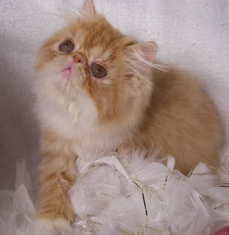 42 Best Images Persian Cats For Sale Near Me : Teacup Kittens For Adoption Near Me