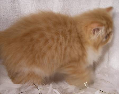 sale, persian cat blue eyes for sale, calico persian for sale, how much does a maine coon cat cost, persian kitten care, how much are maine coon kittens, modern persian cat, where to buy teacup kittens, persian cat facts, persian flat face cat for sale, micro teacup kittens, baby himalayan kittens for sale, red persian cat for sale, newborn persian kittens for sale, teacup calico persian kittens, white persian kitty, persian show cats for sale, doll face cat for sale, how much does a persian cat cost, flat face cat breeds for sale, white persian cat adoption, female persian cat, iranian tea cups, persian breeders near me, female persian cat for sale, owning a persian cat, black white persian cat, chocolate persian kitten, smushed face kittens for sale, peke faced cat for sale, best brush for persian cat, types of persian cats, purebred persian cat for sale, persian and himalayan kittens, teacup cat cost, fluffy persian kittens, black persian for sale, are persians white, blue grey persian cat, persian cat health, find persian kittens for sale, how long do persian cats live, white persian cat with blue eyes for sale, cute teacup kittens, micro mini kitten, show persian cat, male persian kittens for sale, black and white persian kitten, traditional persian kittens for sale, mini persian cat for sale, persia4all, persian cat lifespan, miniature kittens price, mini persian kittens, cute persian cats for sale, cute persian kittens for adoption, persian cat maintenance, persian cat info, persian cat pet store, pedigree persian kittens, micro teacup kittens for sale, buy teacup kitten, white fluffy persian cat, female persian kittens for sale, gray persian cat for sale, traditional persian cat breeders, baby doll persian cats, smashed face cat for sale, persian x kittens for sale, persian doll face kitten price, full breed persian cat for sale, micro teacup persian kittens for sale, full punch face persian cat, white persian cat with blue eyes, black persian cat for adoption, persian cat problems, where can i buy a white persian kitten, doll face persian cat personality, buy white persian kitten, himalayan kitten rescue, free persian kittens for sale, himalayan persian for sale, golden teacup persian kittens, persian kittens playing, persian doll face cat cost, seal point persian kitten, flat persian cat, persian siamese cat price, white teacup kitten, teacup chinchilla persian kittens, white persian kittens for free, persian kitten breeders near me, blue persians, persian cat price in usa, himalayan persian cat price, persian tabby cat for sale, flat faced cat price, iran cat, how much is a maine coon, how much does it cost to own a cat, buy teacup persian kitten, white teacup kittens for sale, grey and white persian, best persian cat, half persian cat for sale, tuxedo cat lifespan, how much are teacup kittens, how much does it cost to have a cat, blue cream persian kitten for sale, teacup persian breeders, persian cat cost in india, teacup white persian cat for sale, white persian kitten with blue eyes, do persian cats shed, blue cream persian cat, flat nose cat for sale, all white persian cat for sale, tiny persian kittens, flat face persian for sale, find persian cats, how much does a maine coon cost, black smoke persian kittens for sale, teacup doll face persian kittens, mini persian, teacup persian kitten breeders, chinchilla persian price, price of white persian cat, how much does a cat cost to buy, tortoiseshell persian kittens for sale, cream persian kitten, orange and white persian cat, black persian cat kitten, teacup persian price, adorable persian kittens, persian cat puppy, teacup persian kitten cost, pure breed persian cats for sale, small persian cats for sale, about persian cats, persian cat eyes, doll face cat, persian cat varieties, teacup persian cat full grown, baby doll persian kittens for sale, white chinchilla kittens for sale, blue cream persian kitten, pictures of persian cats for sale, maine coon price range, extreme persian kittens for sale, real persian cat, how much does a cat cost per month, pretty persian cat, persian cat puppy for sale, adult persian cat, persian cat white kitten, persian cat nature, how much does it cost to keep a cat, shirazi kitten, how much do persian kittens cost, persian cat characteristics, pure white persian cat, persian cat colors, teacup doll face persian, wanted persian kitten, cost of having a cat, flat nose persian cat for sale, persian doll cat, bicolor persian kittens for sale, persian cat playing, all about persian cats, persian cat for sell, traditional persian cat for sale, persian cata, himalayan persian kittens price, persian dogs for sale, grey and white persian kitten, brown persian cat, orange and white persian kitten, blue point persian kittens for sale, persian kitty adult, persian mix cats for adoption, persian white kitty, persian cat hair care, persian cat breeding information, flat face persian, how much himalayan cats cost, miniature persian cat price, babydoll persian, miniature white persian kittens, persian doll face kitten cost, chinchilla persian cat price, how to take care of persian cat,