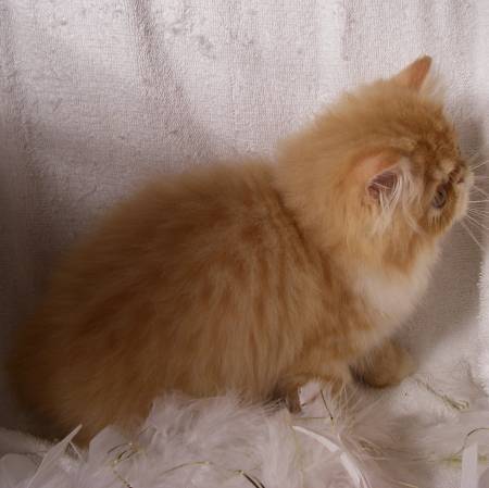 sale, persian cat blue eyes for sale, calico persian for sale, how much does a maine coon cat cost, persian kitten care, how much are maine coon kittens, modern persian cat, where to buy teacup kittens, persian cat facts, persian flat face cat for sale, micro teacup kittens, baby himalayan kittens for sale, red persian cat for sale, newborn persian kittens for sale, teacup calico persian kittens, white persian kitty, persian show cats for sale, doll face cat for sale, how much does a persian cat cost, flat face cat breeds for sale, white persian cat adoption, female persian cat, iranian tea cups, persian breeders near me, female persian cat for sale, owning a persian cat, black white persian cat, chocolate persian kitten, smushed face kittens for sale, peke faced cat for sale, best brush for persian cat, types of persian cats, purebred persian cat for sale, persian and himalayan kittens, teacup cat cost, fluffy persian kittens, black persian for sale, are persians white, blue grey persian cat, persian cat health, find persian kittens for sale, how long do persian cats live, white persian cat with blue eyes for sale, cute teacup kittens, micro mini kitten, show persian cat, male persian kittens for sale, black and white persian kitten, traditional persian kittens for sale, mini persian cat for sale, persia4all, persian cat lifespan, miniature kittens price, mini persian kittens, cute persian cats for sale, cute persian kittens for adoption, persian cat maintenance, persian cat info, persian cat pet store, pedigree persian kittens, micro teacup kittens for sale, buy teacup kitten, white fluffy persian cat, female persian kittens for sale, gray persian cat for sale, traditional persian cat breeders, baby doll persian cats, smashed face cat for sale, persian x kittens for sale, persian doll face kitten price, full breed persian cat for sale, micro teacup persian kittens for sale, full punch face persian cat, white persian cat with blue eyes, black persian cat for adoption, persian cat problems, where can i buy a white persian kitten, doll face persian cat personality, buy white persian kitten, himalayan kitten rescue, free persian kittens for sale, himalayan persian for sale, golden teacup persian kittens, persian kittens playing, persian doll face cat cost, seal point persian kitten, flat persian cat, persian siamese cat price, white teacup kitten, teacup chinchilla persian kittens, white persian kittens for free, persian kitten breeders near me, blue persians, persian cat price in usa, himalayan persian cat price, persian tabby cat for sale, flat faced cat price, iran cat, how much is a maine coon, how much does it cost to own a cat, buy teacup persian kitten, white teacup kittens for sale, grey and white persian, best persian cat, half persian cat for sale, tuxedo cat lifespan, how much are teacup kittens, how much does it cost to have a cat, blue cream persian kitten for sale, teacup persian breeders, persian cat cost in india, teacup white persian cat for sale, white persian kitten with blue eyes, do persian cats shed, blue cream persian cat, flat nose cat for sale, all white persian cat for sale, tiny persian kittens, flat face persian for sale, find persian cats, how much does a maine coon cost, black smoke persian kittens for sale, teacup doll face persian kittens, mini persian, teacup persian kitten breeders, chinchilla persian price, price of white persian cat, how much does a cat cost to buy, tortoiseshell persian kittens for sale, cream persian kitten, orange and white persian cat, black persian cat kitten, teacup persian price, adorable persian kittens, persian cat puppy, teacup persian kitten cost, pure breed persian cats for sale, small persian cats for sale, about persian cats, persian cat eyes, doll face cat, persian cat varieties, teacup persian cat full grown, baby doll persian kittens for sale, white chinchilla kittens for sale, blue cream persian kitten, pictures of persian cats for sale, maine coon price range, extreme persian kittens for sale, real persian cat, how much does a cat cost per month, pretty persian cat, persian cat puppy for sale, adult persian cat, persian cat white kitten, persian cat nature, how much does it cost to keep a cat, shirazi kitten, how much do persian kittens cost, persian cat characteristics, pure white persian cat, persian cat colors, teacup doll face persian, wanted persian kitten, cost of having a cat, flat nose persian cat for sale, persian doll cat, bicolor persian kittens for sale, persian cat playing, all about persian cats, persian cat for sell, traditional persian cat for sale, persian cata, himalayan persian kittens price, persian dogs for sale, grey and white persian kitten, brown persian cat, orange and white persian kitten, blue point persian kittens for sale, persian kitty adult, persian mix cats for adoption, persian white kitty, persian cat hair care, persian cat breeding information, flat face persian, how much himalayan cats cost, miniature persian cat price, babydoll persian, miniature white persian kittens, persian doll face kitten cost, chinchilla persian cat price, how to take care of persian cat,