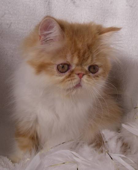 eyes for sale, mixed breed cat, miniature cat breeds for sale, white persian cat doll face, doll face cat for sale, baby doll persian cats for sale, golden persian cat price, how much does a persian cat cost, baby doll kittens for sale, ashera cat price, doll face persian cat breeders, buy pet cat, white shirazi cat, how much are persian kittens, white teacup cat, persian feline, white persian kitten adoption, persian cat kitty, red and white persian cat, owning a persian cat, persian kitties for adoption, looking for kittens for sale, miniature chinchilla persian kittens, black white persian cat, cute white persian kittens, persian cat and dog, persian cat rescue texas, types of persian cats, persian tabby for sale, persian kittens nj, new kittens for sale, petsafe cat, teacup kittens for adoption, helping persian cats, blue grey persian cat, how long do persian cats live, pet kittens for sale, persian cat breed info, baby persian, persian cat species, find kittens for sale, toy cat breeds, himalayan persian mix kittens for sale, persian cross british shorthair kittens for sale, new cat breeds, silver point persian kittens for sale, persian cat lifespan, cute baby persian kittens, cat varieties, persian cat cost, persian cat, persian cat for sale, persian kitty, persian kittens for sale, persian cat price, himalayan cat, teacup kittens for sale, kittens for sale, persian cat rescue, persian cat food, white persian cat, buy persian cat, persian kittens for sale near me, teacup persian kittens for sale, teacup cats for sale, persian cats for adoption, persian cat breeds, white persian kitten, persian kittens for adoption, white persian kittens for sale, teacup persian kittens, miniature cats for sale, himalayan kittens for sale, teacup kittens, teacup persian kittens for sale near me, grey persian cat, chinchilla persian kittens for sale, exotic cat breeds, exotic shorthair kittens for sale, himalayan cat for sale, doll face persian kittens for sale, persian cat kitten, persian cats for sale near me, chinchilla kittens for sale, blue persian cat, himalayan kitten, teacup persian cat, himalayan cat price, persian cat price range, doll face persian, white persian cat for sale, chinchilla cat for sale, persian breeders, chinchilla persian kittens, exotic kittens for sale, long haired kittens for sale, fluffy kittens for sale, persian kitten price, persians for sale, buy persian cat online, teacup persian cat for sale, himalayan persian cat, persian cat baby price, where to buy persian cat, buy persian kitten, persian cat personality, teacup himalayan kittens for sale, blue persian kittens for sale, calico persian kittens for sale, persian cat care, cheap persian kittens for sale, white kittens for sale, persian cat breeders near me, persian rescue, black persian kitten, silver persian kittens for sale, pedigree persian kittens for sale, flat face cat for sale, persian kitten breeders, black persian kittens for sale, himalayan cat breed, persian cat kitten for sale, himalayan persian cat for sale, exotic shorthair cat for sale, short hair persian cat, exotic kittens, black persian cat for sale, kitten persia, baby kittens for sale, half persian kittens for sale, exotic persian kittens, white persian, teacup persian kittens for adoption, silver persian cat, doll face persian cat, red persian kitten for sale, white persian cat price, tortoiseshell kittens for sale, baby persian cat, blue persian kitten, himalayan cat rescue, black persian cat, persian kitty for sale, calico kittens for sale, teacup cat price, cute persian cat, persian cat online, grey persian kittens for sale, mini cats for sale, buy persian kittens online, teacup persian, blue persian cat for sale, gray persian cat, chinchilla persian cat, red persian cat, persian cat kitten price, mini persian cat, persian cat temperament, miniature persian cat, white persian kittens for adoption, persian breeders near me, persian kittens near me, doll face persian kittens, ginger persian kittens for sale, where can i buy a persian kitten, teacup persian cat price, where can i buy a persian cat, chocolate persian kittens for sale, teacup kittens price, tabby kittens for sale, flat face persian kittens for sale, exotic cats for sale, white chinchilla persian kittens for sale, miniature kittens for sale, ginger persian cat, black persian cat price, exotic persian cat, grey persian kitten, calico persian cat, bengal cat for sale, flat faced kittens, orange persian kittens for sale, persian siamese cat, rehome persian cat, flat faced kittens for sale, baby persian kittens, shirazi cat price, where to buy persian kittens, black and white persian cat, traditional persian cat, half persian cat, teacup persian kittens price, himalayan persian kittens for sale, doll face persian cat for sale, teacup cats for adoption, teacup kittens for sale near me, purebred persian kittens for sale, pet tracker for cats, persian cat eye care, chinchilla persian cat for sale, exotic persian cat for sale, himalayan kittens for adoption, golden persian kitten, teacup persian for sale, pure white persian kittens for sale, teacup persian kittens for sale price, exotic persian kittens for sale, silver persian kitten, golden persian cat, ginger persian cat for sale, persian price, persian cat information, persian dog, cheap persian cats for sale, persian kittens available now, white persian kittens with blue eyes for sale, persian cat health problems, persian kittens available, persian baby cat for sale, chinchilla kitten, iranian cat, pure persian cat for sale, persian cat near me, himalayan cat cost, punch face persian cat, white cats for sale, silver tabby kittens for sale, baby persian kittens for sale, doll face persian breeders, long haired persian kittens for sale, tabby persian kittens for sale, newborn kittens for sale, grey kittens for sale, himalayan cats for adoption, white teacup persian kittens for sale, persian cat haircut, cream persian cat, persian cats for adoption near me, where to buy kittens, persian kittens for adoption near me, chinchilla cat price, shirazi cat, orange persian kitten, kittens for sell, cheap persian kittens, persian cross kittens for sale, teacup cats for sale near me, pet cat, ginger cats for sale, pure white kittens for sale, pet the cat, himalayan persian kitten, pure persian cat, tabby persian cat, persian cat weight, gray persian kitten, persian cat online purchase, peke faced persian kittens for sale, white persian kittens for sale near me, silver bengal kittens for sale, fluffy persian cat, mini persian kittens for sale, persian cattery, lilac persian cat, persian mix kittens, persian cat grey price, flat faced cats for adoption, orange persian cat, persian mix kittens for sale, long haired persian cat, persian cat doll, cute persian kittens for sale, chocolate persian cat, half persian kittens, persian mix cat, doll face persian cat price, purebred persian kittens, newborn persian kittens, looking for persian kittens for sale, miniature persian kittens, persian cat grooming, calico persian kitten, shirazi cat for sale, tortoiseshell persian cat, kittens for rehoming, grey persian cat for sale, persian siamese cat for sale, persian cat colors, blue persian for sale, petarmor for cats, white teacup persian kitten, persian cat blue eyes, blue kittens for sale, small persian cat, persian cat for sale price, male persian cat for sale, orange persian cat for sale, short hair persian cat price, persian cross cat, persian adoption, persian cat price in india, pure persian kittens for sale, silver persian cat for sale, cheap persian cats, pure persian cat price, blue persian cat price, brown persian cat for sale, persian cat hair, persian kitten cost, teacup persian kittens for sale cheap, golden persian kittens for sale, domestic cat breeds, persian cat fur, miniature persian kittens for sale, burmese cat, beautiful persian cat, extreme face persian kittens for sale, smushed face cats for sale, lilac persian kittens for sale, calico persian cat for sale, fluffy cats for sale, ginger persian kitten, free persian kittens, blue eyed persian kittens for sale, fluffy persian kittens for sale, teacup doll face persian kittens for sale, chinchilla persian kittens price, flat face persian cat, all white persian cat, persian cat purchase, long haired cats for sale, cfa persian kittens for sale, teacup white persian cat, red persian kitten, petarmor plus for cats, purebred persian cat, silver tabby persian kittens for sale, brown persian kittens for sale, white persian cat breeders, black and white kittens for sale, cat breeds, short haired persian kittens for sale, male persian cat, pedigree kittens for sale, persian cat eyes, tabby persian kitten, miniature persian cat for sale, persian kittens for sell, white doll faced persian kittens for sale, cream persian kittens for sale, the persian cat, black and white persian kittens for sale, doll face white persian kittens for sale, where can i get a persian kitten, gray persian kittens for sale, largest domestic cat breed, persian rescue cats for sale, looking for a persian kitten, white persian for sale, calico persian for sale, persian cat blue eyes for sale, persian kitten care, persian pet, american persian cat, different cat breeds, small cat breeds, persian flat face cat for sale, persian and himalayan cat rescue, toy persian kittens, himalayan breed, red persian cat for sale, pure breed persian cat, newborn persian kittens for sale, where to get a persian kitten, teacup calico persian kittens, white persian kitty, persian show cats for sale, long hair persian cat for sale, wild cat breeds, flat face persian, persian kitten rescue, persian longhair, flat face cat breeds for sale, white persian cat adoption, female persian cat, grey tabby kitten for sale, teacup chinchilla persian kittens for sale, local kittens for sale, purebred persian cat price, big persian cat, long haired persian kittens, persian cat for sell, persian cat face, persian cat for sale uk, female persian cat for sale, himalayan kitten breeders, large cat breeds, pure breed persian cat price, chocolate persian kitten, smushed face kittens for sale, white persian kitten price, peke faced cat for sale, purebred persian cat