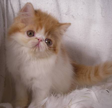 get pink eye, yellow persian cat, best brush for persian cat, cat wet eyes, how much does a persian cat cost, gray persian cat, red persian cat, golden persian cat, how much are persian kittens, persian cat temperament, miniature persian cat, cats runny eyes, persian cat watery eyes, persian kittens near me, persian cat rescue texas, where can i buy a persian kitten, where can i buy a persian cat, types of persian cats, persian and himalayan cat rescue, how long do persian cats live, ginger persian cat, cat food for persian cats, show persian cat, cat weepy eye home remedy, exotic persian cat, persia4all, grey persian kitten, persian cat lifespan, punch face cat, sphynx cat care, calico persian cat, flat faced kittens, best cat food for persian kittens, persian cat breeders ny, persian cat maintenance, persian siamese cat, persian cat breeders nj, cat squinting one eye, baby persian kittens, where to buy persian kittens, black and white persian cat, persian cats for free, cat eye boogers, feral cat care, traditional persian cat, half persian cat, best shampoo for persian cats, white persian cat with blue eyes, cat eye discharge brown, persian eyes, persian nose, looking for persian cat, feline eye care, persian cat toys, flat faced cat breeds, corvallis cat care, best food for persian kitten, iran cat, best comb for persian cats, flat face persian kittens for sale, persian cat information, cat care professionals, loudoun cat care, persian cat health problems, i want a persian cat, best persian cat, iranian cat, persian cat care sheet, boric acid eye drops for cats, persian cat near me, punch face persian cat, persian cat pics, flat nose cat, persian cat breeders florida, do persian cats shed, cats eyes keep watering, what do persian cats eat, moon face cat, long haired persian kittens for sale, kitten eye discharge, how to groom a persian cat, persian cat tears, persian cat houston, cream persian cat, catface hair, persian hair care, chinchilla cat breed, persian cat nyc, persian cat toronto, persian cat illnesses, my cats eye keeps watering, orange persian kitten, cat care hospital, persian cat feeding guide, cat one eye watering, pure persian cat, shaved persian cat, about persian cats, doll face cat, tabby persian cat, persian cat weight, gray persian kitten, teacup persian cat full grown, persian cat behavior, persian dog, persian cat food for 2 months, lilac persian cat, cats eye keeps watering, persian cat photos, persian cata, long haired persian cat, persian cat doll, kitten runny eyes, adult persian cat, half persian kittens, cat eye watering and squinting, persian mix cat, persian cat breeders texas, purebred persian kittens, kitten weepy eye, persian cat characteristics, tortoiseshell persian cat, persian cat colors, persian cat blue eyes, how to clean kittens eyes, why do cats eyes water, smoosh face cat, cat eye crust, small persian cat, what persian cat eat, all about persian cats, persian cattery, persian cat breeders ohio, persian cross cat, cross breed persian cats, persian cat yellow, brown persian cat, my persian cat, pictures of persian kittens, cats eyes watering brown discharge, persian kitty adult, where to get a persian cat, flat face persian, persian cat life, beautiful persian cat, persian cat breeders in california, how to take care of persian cat, ginger persian kitten, persian cat rescue arizona, what to feed persian kittens, persian cat bath, flat face persian cat, red persian kitten, persian tabby, purebred persian cat, persian comb, best cat litter for persian cats, cat care sheet, persian cat for, white persian cat breeders, male persian cat, himalayan cat care, cat eye tearing discharge, tabby persian kitten, how to care for a persian cat, semi persian cat, persian cat pet, the persian cat, peke face persian, peke face cat, where can i get a persian kitten, looking for a persian kitten, persian cat names female, owning a persian cat, persian pet, american persian cat, persian cat rescue centres, how to clean persian cat eyes, black persian cat with blue eyes, persian cat size, how big do persian cats get, what does a persian cat look like, pure breed persian cat, purple persian cat, where to get a persian kitten, persian longhair, white persian kitty, persian flat face cat for sale, how to groom a persian cat at home, different types of persian cats, female persian cat, persian cat health issues, picky face cat, white persian cat names, persian kitten care tips, smushed face cat breed, big persian cat, long haired persian kittens, persian cat face, persian kitten images, persian cat grooming tips, chinchilla cat personality, chinchilla persian cat breeders, persian cat life expectancy, how to keep persian cats eyes clean, persian kit, persian cat texas, persian cat florida, persian cat care tips, how to buy a persian cat, persian cat health, persian puppy, how to breed persian cats, persian cat history, what to feed persian cats, kitten tear stains, persian cat origin, persian cat info, flat face persian kitten, persian cat pet store, blue point persian cat, smoke persian cat, squishy face cat, cat eye problems discharge, traditional persian cat breeders, where does persian cat live, persian cat breeding tips, why do my cats eyes water, persian cat michigan, exotic shorthair persian cat, cat has weepy eye, cats right eye watering, cat care clinic mishawaka, pics of persian kittens, meo persian kitten food, persian cat problems, where can i buy a white persian kitten, persian cat behaviour, doll face persian cat personality, are persian cats friendly, persian cat traits, how to take care of persian kitten, buy white persian cat, persian cat care guide, large persian cat, persian cat personality temperament, persian cat color chart, types of persian cats with pictures, semi flat face persian cat, persian cat sitting, a persian cat, persian cat green eyes, how to bathe a persian cat, persian cat house, blue persians, blue and white persian cat, golden chinchilla persian cat, where can i find a persian cat, persian cat products, how to clean cat tear stains, persian adult cat, pictures of white persian cats, how to care persian cat, persian kitten diet, persian look, semi persian kittens, persian cat breeding age, how to clean cats eyes, chinchilla persian personality, persian face, where are persian cats from, persian flat nose, how to clean persian cat eye discharge, all white persian cat, blue cream persian cat, cat in persian, tiny persian kittens, cat eye leaking, himalayan cat eye problems, where do persian cats come from, flame point persian cat, i want to buy a persian kitten, what is a persian cat, things to know about persian cats, grey persian cat with blue eyes, cat has teary eyes, persian house cat, how to clean my cats eyes, persian cat forum, how much is a white persian kitten, grey and white persian cat, cream persian kitten, brown persian kitten, persian personality, how to draw a persian cat, interesting facts about persian cats, part persian cat, persian kitten personality, why does my cat have watery eyes, gray and white persian cat, silver tipped persian kittens, my cats eyes are running, persian cat varieties, old persian cat, how to look persian, semi flat face cat, full grown persian cat, white and grey persian cat, my cat has a weepy eye, famous persian cats, how to trim persian cat hair, what do persian kittens eat, persian cat age, best cat brush for persian cats, blue tip persian cats, real persian cat, where to find persian kittens, shaded silver persian cat, my cats eye is watering, pretty persian cat, persian cat face types, ugly persian cat, pedigree persian cat, persian cat white kitten, chinchilla persian temperament, persian cat nature, cat has leaky eye, classic persian cat, how to brush a persian cat, flat face kitty, how old do persian cats live, cat goopy eye, persian cat breathing problems, pure white persian cat, how to clean cat eye discharge, chinchilla cat temperament, my cats eye is weeping, persian cats and kittens, cat runny eyes brown discharge, what to know about persian cats, kinds of persian cat, persian temperament, smooshed face kitty, how to cut persian cat hair, white persian dog, persian doll cat
