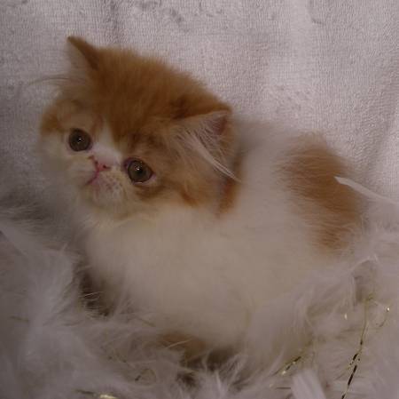 hair cat, orange persian kitten, cheap persian kittens, persian cross kittens for sale, persian cat online, removing matted hair on cats, best way to get mats out of cat fur, cat fur tangled, pure persian cat, silver persian kittens for sale, shirazi cat, tabby persian cat, getting knots out of cat fur, flat face cat for sale, cat brush to remove mats, persian cat weight, cat shampoo for matted fur, gray persian kitten, persian cat diet, teacup persian cat full grown, white persian kittens for sale near me, persian dog, fluffy persian cat, blue persian cat for sale, mat comb for cats, persian cattery, lilac persian cat, persian mix kittens, how to get mats out of cat fur, long haired persian cat, himalayan persian cat for sale, persian cat doll, chocolate persian cat, half persian kittens, persian mix cat, purebred persian kittens, newborn persian kittens, looking for persian kittens for sale, miniature persian kittens, cat hair clippers long hair, calico persian kitten, persian cat gifts, short hair persian cat, black persian cat for sale, persian cat colors, persian baby cat for sale, white teacup persian kitten, silver persian kitten, persian cat blue eyes, best comb for matted cat hair, removing knots from cat fur, blue and white persian, cat hair tangles, small persian cat, cat fur conditioner, cat brush to get mats out, grooming a matted cat, best brush for himalayan cat, persian cross cat, persian himalayan cat rescue, cats hair falling out, brown persian cat, dog knots cat, doll face persian cat, himalayan cat grooming, getting knots out of cat hair, persian cat diseases, persian kitten price, exotic shorthair persian, beautiful persian cat, ginger persian kitten, long hair cat fur matting, fluffy persian kittens for sale, teacup doll face persian kittens for sale, flat face persian cat, teacup white persian cat, red persian kitten, best way to remove knots from cat hair, persian tabby, grey persian, purebred persian cat, grey persian kittens for sale, white persian cat breeders, cat hair knot removal, cat matted fur comb, male persian cat, how to get mats out of cat hair, cat hair care, persian cat eyes, best way to get rid of matted cat hair, persian cat baby price, tabby persian kitten, semi persian cat, cutting knots out of cat hair, home remedies for matted cat fur, cream persian kittens for sale, the persian cat, where can i get a persian kitten, free persian kittens, largest domestic cat breed, looking for a persian kitten, best way to get matted hair off cat, white persian for sale, shaving cats matted fur, white persian kittens for adoption, cat shedding fur, persian breeders near me, persian pet, cat hair keeps matting, american persian cat, best way to remove mats from cat fur, calico persian, ginger persian kittens for sale, black persian cat with blue eyes, seal point persian cat, toy persian cat, best brush for matted cat fur, persian cat hair loss solution, toy persian kittens, himalayan breed, pure breed persian cat, cat fur problems, persian cat tear stains, where to get a persian kitten, doll face persian cat for sale, persian longhair, flat face persian kittens for sale, long hair persian cat for sale, long haired cat grooming problems, persian kitten rescue, best cat brush for persian cats, female persian cat, persian cat hair loss, getting rid of matted cat hair, himalayan persian breeders, big persian cat, long haired persian kittens, cutting matted hair off cat, persian cat face, persian siamese cat, rehome persian cat, chocolate persian kitten, cats hair matted on back, cat matted coat, cleaning persian cat eyes, grey cat breeds, grey and white persian cat, fluffy persian kittens, persian cat health, find persian kittens for sale, house cat breeds, persian cat accessories, best way to remove matted cat fur, show persian cat, black and white persian kitten, mini persian cat for sale, persian cat grey price, golden persian kitten, mini persian kittens, persian cat maintenance, matted persian cat, persian cat info, flat face persian kitten, persian cat grooming tools, smoke persian cat, cute persian kittens, white fluffy persian cat, persian cat room, persian kittens available now, persian cat hair knots, persian cat names female, gray persian cat for sale, cat fur, best way to cut matted cat hair, cat grooming tools for matted fur, toy persian kittens for sale, persian cat near me, persian cat pet, persian cat problems, where can i buy a white persian kitten, cat fur coat, doll face persian cat personality, buy white persian kitten, buy white persian cat, looking for persian cat, persian comb, cat matted fur on back, large persian cat, persian cat personality temperament, persian eye care, cat, getting rid of matted cat fur, semi flat face persian cat, a persian cat, persian cat house, best way to groom a cat, blue persians, blue and white persian cat, where can i find a persian cat, persian cat products, white persian cat price, cat furball, persian kittens for adoption near me, knots in cats hair, persian haircuts, buy teacup persian kitten, persian cat bath, grey and white persian, semi persian kittens, i want a persian cat, best persian cat, snowshoe cat breed, russian persian cat, cats fur getting matted, half persian cat for sale, teacup persian breeders, persian cat eye problems, persian cat hair fall, teacup white persian cat for sale, all white persian cat, doll face cat, persian cat statue, blue cream persian cat, persian cat images, white cat breeds, all white persian cat for sale, tiny persian kittens, persian cat behavior, peke faced persian kittens for sale, i want to buy a persian kitten, healthy cat fur, cat behavior meanings, persian cat photos, matted fur, flat faced cats for adoption, persian cat kitten price, persian hair care, persian house cat, cut knots out cat fur, doll face persian cat price, cream persian kitten, persian face, cameo persian cat, cat fur cleaner, matted coat cat, shirazi cat for sale, tortoiseshell persian cat, white teacup kitten, grey persian cat for sale, seal point persian, small persian cats for sale, persian kitten personality, gray and white persian cat, blue persian for sale, persian cat varieties, how to remove matted cat hair, old persian cat, persian cat tail, how much is a persian cat, male persian cat for sale, white and grey persian cat, orange persian cat for sale, black persian cat price, real persian cat, where to find persian kittens, fat persian cat, persian cat price range, cheap persian cats, black and white persian, pretty persian cat, brown persian cat for sale, funny persian cat, persian cat white kitten, cats with no fur, flat face persian, persian cat nature, how to get rid of matted cat fur, shaved persian cat, male persian cat names, grooming cats matted hair, smushed face cats for sale, persian cats and kittens, how to remove mats from cat fur, persian temperament, blue eyed persian kittens for sale, dwarf persian cat, persian doll cat, persian cat purchase, little persian cat, persian cat playing, cats and matted fur, teacup doll face persian kittens, cross breed persian cats, grey and white persian kitten, white teacup persian, my persian cat, baby white persian kitten, feline matted hair, persian white kitty, cat getting matted fur, persian cat breeding information, peke face persian, where to get a persian cat, peke face cat, doll face white persian kittens for sale, ginger persian cat for sale, miniature persian cat price, gray persian kittens for sale, persian cat life, modern persian cat, dealing with matted cat fur, persian cat facts, flat nose persian cat, pure persian cat for sale, brown and white persian cat, pershing cat, persian flat face cat for sale, how to get knots out of cat fur, pictures of persian cats, mixed breed cat, persian cat habitat, red persian cat for sale, blue cream persian kitten, different persian cat breeds, white persian cat doll face, teacup calico persian kittens, matted cat coat, white persian kitty, blue cream persian, original persian cat, yellow persian cat, blue eyes persian cat, how much does a persian cat cost, white persian cat adoption, persian information, persian cat nose problems, doll face persian cat breeders, oriental cat breeds, picky face cat, white persian cat names, white shirazi cat, how much are persian kittens, white teacup cat, persian feline, matts in cat fur, persian cat kitty, red and white persian cat, female persian cat for sale, cat with matted fur on back, black white persian cat, persian cat life expectancy, persian care, getting rid of mats in cats fur, persian cat character, persian cat and dog, teacup persian cat price, peke faced cat for sale, types of persian cats, purebred persian cat for sale, mixed breed persian cat, teacup himalayan cat, miniature himalayan cat, persian siamese kitten, helping persian cats, blue grey persian cat, how long do persian cats live, haircut for cats, persian cat breed info, persian cat species, traditional persian kittens for sale, persian cat profile, persian cat lifespan, punch face cat, orange persian cat kitten, half breed persian cat, teacup white persian cat price, 1 year old persian cat, russian blue persian cat, persian x cat, cute persian cats for sale, cat without fur, traditional persian cat breeders