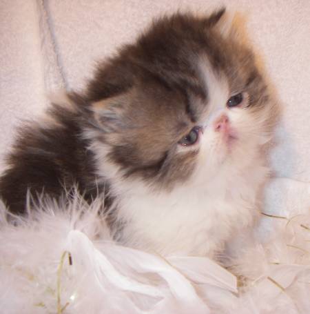 kittens for sale, persian cat, persian cat for sale, persian kitty, teacup kittens for sale, persian kittens for sale, persian cat price, teacup kittens, teacup persian kittens for sale, teacup cats for sale, persian cat breeds, teacup persian kittens, teacup cats, white persian cat, teacup persian kittens for sale near me, doll face persian kittens for sale, persian cat personality, persian cat food, persian cat care, blue persian cat, black persian cat, teacup persian, teacup persian cat, persian kittens for sale near me, teacup kittens for adoption, persian cats for adoption, miniature kittens for sale, teacup persian cat for sale, cat food, small cat breeds, persian kittens for adoption, teacup kittens for sale near me, persian cat grooming, white persian kittens for sale, grey persian cat, persian cat temperament, miniature cats for sale, persian cat kitten, wild cat breeds, teacup kittens for sale cheap, teacup himalayan kittens for sale, different cat breeds, miniature kittens, buy persian cat, cat grooming, white persian kitten, orange persian cat, chinchilla persian kittens for sale, exotic cat breeds, persian cat information, persian cat health problems, persian cats for sale near me, persian cat cost, white persian, teacup persian kittens for adoption, micro kittens for sale, largest domestic cat breed, cat illnesses, blue persian kitten, persian cat rescue, chinchilla kittens for sale, teacup cat price, mini cats for sale, best food for persian cats, chinchilla persian, cats for sale, gray persian cat, chinchilla persian cat, red persian cat, cat health, mini persian cat, cat vet, iranian tea cups, miniature persian cat, doll face persian, royal canin persian kitten, doll face persian kittens, calico persian, dog health, teacup persian cat price, cat training, cat health insurance, cat information, full grown teacup cats, teacup kittens price, white persian cat for sale, house cat breeds, ginger persian cat, persian cat names, grey persian kitten, persian breeders, teacup kitten breeders, chinchilla persian kittens, calico persian cat, cat symptoms, urinary health cat food, black and white persian cat, pet health, persians for sale, buy persian kitten, buy persian cat online, traditional persian cat, half persian cat, teacup persian kittens price, teacup cats for adoption, cat diseases, pet tracker for cats, persian cat eye care, urinary tract health cat food, cat care, himalayan persian cat, mini kittens, teacup kitty, cat health problems, where to buy teacup cats, teacup persian for sale, teacup persian kittens for sale price, tiny cats for sale, cat problems, cat behavior problems, golden persian cat, persian pet, iranian cat, sick cat, siamese kittens, black persian kitten, blue persian kittens for sale, toy kittens for sale, cat questions, cheap persian kittens for sale, white teacup persian kittens for sale, persian cat health issues, cat behavior, teacup kitty for sale, persian cat breeders near me, orange persian kitten, teacup cats for sale near me, pet cat, cat tea cups, pet the cat, himalayan persian kitten, cat illness symptoms, silver persian kittens for sale, shirazi cat, tabby persian cat, teacup cat breeds, flat face cat for sale, cat health issues, persian cat weight, gray persian kitten, persian cat diet, teacup persian cat full grown, persian cat health, kitten in a teacup, persian kitten breeders, persian dog, black persian kittens for sale, mini persian kittens for sale, persian cat price range, cat care clinic, persian cat kitten for sale, long haired persian cat, himalayan persian cat for sale, flat face cat, persian cat info, half persian kittens, kitten care, persian mix cat, baby persian cat, purebred persian kittens, teacup cats for sale cheap, miniature persian kittens, himalayan kitten, calico persian kitten, short hair persian cat, mini kittens for sale, black persian cat for sale, toy persian kittens for sale, persian cat colors, kitten persia, persian cat problems, white teacup persian kitten, small persian cat, persian cat personality temperament, exotic persian kittens, persian cross cat, silver persian cat, brown persian cat, cat nutrition, where to buy persian cat, doll face persian cat, red persian kitten for sale, teacup persian kittens for sale cheap, golden persian kittens for sale, miniature kittens for sale near me, persian cat hair care, domestic cat breeds, miniature persian kittens for sale, persian kitten price, burmese cat, persian kitty for sale, free persian kittens, micro kittens, fluffy persian kittens for sale, teacup doll face persian kittens for sale, flat face persian cat, cute persian cat, persian blue, teacup white persian cat, red persian kitten, petarmor plus for cats, grey persian kittens for sale, cat ailments, buy persian kittens online, male persian cat, blue persian cat for sale, persian cat eyes, himalayan cat care, persian cat baby price, miniature persian cat for sale, semi persian cat, the persian cat, himalayan cat, where can i get a persian kitten, persian cat illnesses, looking for a persian kitten, white persian kittens for adoption, micro mini kittens for sale, persian kitten care, american persian cat, persian kittens near me, where to buy teacup kittens, cat breeds, persian cat care and feeding, ginger persian kittens for sale, where can i buy a persian kitten, toy persian cat, where can i buy a persian cat, healthy cat, full grown teacup kittens, persian and himalayan cat rescue, toy persian kittens, pure breed persian cat, chocolate persian kittens for sale, where to get a persian kitten, teacup calico persian kittens, himalayan cat health issues, doll face persian cat for sale, flat face persian kittens for sale, persian cat feed, sick cat symptoms, white chinchilla persian kittens for sale, exotic persian cat, female persian cat, teacup chinchilla persian kittens for sale, punch face cat, big persian cat, long haired persian kittens, flat faced kittens, orange persian kittens for sale, persian cat face, persian siamese cat, cat care tips, persian cat toys, kittens, flat faced kittens for sale, baby persian kittens, large cat breeds, siamese cat, persian cat nature, persian cat life expectancy, where to buy persian kittens, teacup himalayan kittens, teacup cats and miniature cats, cat advice, cat health questions, cat dental health, ragdoll cat, grey cat breeds, teacup cat cost, grey and white persian cat, cute persian kittens, micro cats for sale, petsafe cat collar, purebred persian kittens for sale, cat, chinchilla persian cat for sale, exotic persian cat for sale, mini persian cat for sale, miniature kittens price, persian cat grey price, golden persian kitten, mini kittens for adoption, golden chinchilla persian kittens for sale, mini persian kittens, persian cat maintenance, pure white persian kittens for sale, flat face persian kitten, micro teacup kittens for sale, buy teacup kitten, silver persian kitten, persian eye problems, cheap persian cats for sale, persian kittens available now, gray persian cat for sale, feline health, chocolate persian kitten, cat care society, persian kittens available, cat illnesses and symptoms, persian baby cat for sale, micro teacup persian kittens for sale, persian cat pet, what to feed persian cats, punch face persian cat, doll face persian cat personality, pet dog cat, pet scales for cats, teacup persian full grown, baby persian kittens for sale, looking for persian cat, doll face persian breeders, long haired persian kittens for sale, persian kitten food, large persian cat, persian eye care, smartest cat breed, buy teacup cat, a persian cat, persian cat house, persian cat food list, bengal cat, blue and white persian cat, persian cat haircut, cream persian cat, persian cat allergies, where can i find a persian cat, white persian cat price, cat health products, chinchilla cat breed, where can i get a teacup kitten, buy teacup persian kitten, white teacup kittens for sale, grey and white persian, i want a persian cat, best persian cat, cheap persian kittens, tabby persian kitten, doll face kittens, chinchilla persian personality, teacup persian breeders, pure persian cat, persian cat eye problems, persian miniature, teacup white persian cat for sale, all white persian cat, chinchilla silver persian kitten, persian health issues, persian cat shedding, doll face cat, blue cream persian cat, persian cat images, himalayan cat health problems, white cat breeds, tiny persian kittens, white persian kittens for sale near me, cat breed poster, mini persian, lilac persian cat, persian cat photos, persian mix kittens, toy kitten breeds, teacup persian kitten breeders, doll face kittens for sale, persian cat kitten price, british cat breeds, cat urinary health, persian tabby, persian cat doll, persian house cat, baby doll face persian kittens for sale, chocolate persian cat, doll face persian cat price, newborn persian kittens, persian kitten names, looking for persian kittens for sale, cameo persian cat, persian personality, cat disease symptoms, black persian cat personality, tortoiseshell persian cat, teacup persian price, affectionate cat breeds, micro mini persian kittens for sale, white teacup kitten, grey persian cat for sale, seal point persian, persian kitten personality, different types of cats, tabby cat breeds, gray and white persian cat, blue persian for sale, persian cat blue eyes, persian cat varieties, doll face persian for sale, blue and white persian, old persian cat, how much is a persian cat, how to pet a cat, persian cat shampoo, male persian cat for sale, full grown persian cat, white and grey persian cat, cat health care, persian cattery, kitten health, persian doll, black persian cat price, persian himalayan cat rescue, where to find persian kittens, all cat breeds, fat persian cat, cheap persian cats, miniature cat breeds, black and white persian, persian cat hair, miniature kittens for adoption, persian cat for sale nyc, persia, funny persian cat, persian cat white kitten, flat face persian, smushed face cat, chinchilla persian temperament, best cat food for persian cats, persian cat fur, micro persian kittens, persian cat breathing problems, beautiful persian cat, male persian cat names, smushed face cats for sale, persian cats and kittens, ginger persian kitten, persian temperament, blue eyed persian kittens for sale, dwarf persian cat, show persian cat, chinchilla persian kittens price, common cat illnesses, flat faced cat breeds, cfa persian kittens for sale, persian cat playing, purebred persian cat, full grown teacup cats for sale, teacup doll face persian kittens, white persian cat breeders, siamese cat behavior, how to breed cats, grey and white persian kitten, white teacup persian, large pet cats, cat eye health, persian cats for free, white doll faced persian kittens for sale, persian cat breeding information, where to get a persian cat, peke face persian, chinchilla silver teacup persian kitten for sale, black and white persian kittens for sale, peke face cat, doll face white persian kittens for sale, cup cat for sale, miniature persian cat price, gray persian kittens for sale, white persian for sale, persian cat blue eyes for sale, miniature white persian kittens, persian cat life, modern persian cat, pet cemetery cat, cat health symptoms, persian cat facts, persian flat face cat for sale, seal point persian cat, pictures of persian cats, teacup kittens fully grown, doll face persian himalayan kittens sale, micro teacup kittens, mixed breed cat, doll face persian personality, persian cat habitat, miniature cat breeds for sale, tiny teacup cats for sale, red persian cat for sale, grey persian, different persian cat breeds, silver persian cat for sale, persian longhair, white persian kitty, doll face cat for sale, blue cream persian, original persian cat, yellow persian cat, how much does a persian cat cost, baby doll kittens for sale, white persian cat adoption, persian information, doll face persian cat breeders, how much are persian kittens, white teacup cat, persian feline, mini kitten breeds, female persian cat for sale, black white persian cat, where to get teacup kittens, miniature kitty, persian care, type in persian, persian cat and dog, small breed cats teacup, smushed face kittens for sale, miniature kitten breeds, types of persian cats, purebred persian cat for sale, mixed breed persian cat, teacup himalayan cat, persian kittens nj, miniature himalayan cat, persian siamese kitten, helping persian cats, blue grey persian cat, find persian kittens for sale, how long do persian cats live, white persian kittens with blue eyes for sale, persian cat breed info, micro mini kitten, persian cat species, toy cat breeds, black and white persian kitten, traditional persian kittens for sale, new cat breeds, teacup exotic shorthair kittens for sale, persian cat lifespan, cat varieties, persian kittens florida, teacup white persian cat price, half breed persian cat, cross breed persian cats, persian x cat, miniature cats price, cat health tips, smoke persian cat, white persian cat with blue eyes for sale, traditional persian cat breeders, baby doll persian cats, white baby persian cat, persian doll face kitten price, teacup chinchilla, teacup persian kitten rescue, petting a cat, full punch face persian cat, white persian cat with blue eyes, baby teacup kittens, big pet cats, persian eyes, buy white persian kitten, persian nose, buy white persian cat, persian calico mix, thick persian, persian cat for sale price, golden teacup persian kittens, persian kittens playing, teacup persian cat adoption, seal point persian kitten, semi flat face persian cat, cute teacup kittens for sale, grey doll face persian, flat persian cat, persian cat green eyes, teacup chinchilla persian kittens, pure persian cat price, blue persian cat price, persian kitten breeders near me, blue persians, cat health forum, iran cat, persian kittens texas, medium persian cat, pers cat, persian kitten diet, persian look, buy a teacup persian cat, semi persian kittens, teacup persian kittens fully grown, doll faced persian kitten, common cat health problems, persian cat meow, teapot kittens, toy persian, blue gray persian cat, persian cat pics, persian cat san diego, flat nose cat, do persian cats shed,