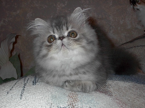 KITTENS, KITTENS FOR SALE, KITTEN FOR SALE, KITTEN SALE, SALE FOR KITTENS, BREEDERS, PEDIGREED CATS, SHOW CATS, PUREBRED CATS, PUREBREED, PUREBRED, CFA, CFA CATS, CFA REGISTERED CATS, CFA PERSIAN, PEDIGRED CATS, PEDIGREED KITTENS, PEDIGREED KITTIES, COLORPOINT SHORTHAIRS, CORNISH REX, DEVON REX, REX, EGYPTIAN, EXOTIC SHORTHAIRS, EXOTIC SH, HAVANA BROWNS, HAVANAS,HIMALAYANS, HIMILAYANS, HIMILAYANS, HIMILAYANS, JAPANESE BOBTAILS, KORATS, LAPERMS, LAPERMS, LAPERM, MAIN COON, MAINE COONS, Main Coones, MAIN COONS, COON CAT, COON CATS, CYMRICS, MUNCHKINS, NORWEGIAN FOREST CATS, WEGIES, OCICATS, ORIENTAL LONGHAIRS, ORIENTAL SHORTHAIRS, PERSIANS, KASHMIRS, PIXIE BOBS, PIXIEBOBS, RAGAMUFFINS, RAGDOLLS, RAG DOLLS, RUSSIAN BLUES,TRADITIONAL SIAMESE, APPLEHEAD SIAMESE, OLD-FASHIONED SIAMESE, SIBERIANS, SINGAPURAS, SNOWSHOES, SPHYNX, SACRED CAT OF BURMA, TONKINESE, TONKS, TURKISH TURKISH ANGORAS, TURKISH VANS, CHOCOLATES, free cattery listings, free catteries list, free cat breeders list, cat breeders services, cat breeders directory, cat breeders list, breedlist, breed list, cats, kittens, kitties, doll face, dollface, breeders list, cattery list, catteries list, world catteries. cattery directory, breedlist, list, cat breed list, cat list, cattery listings, add your cattery, add cattery, cat pictures, cat photos, kitten pictures, kitten picture, featured cattery, featured breeder, Denmark, Finland, France, Germany, Iceland, Israel, Italy, Netherlands, Poland, Portugal, Russia, Spain, Sweden, Switzerland, United Kingdom, United States, North America, South American, Europe, Southeast Asia, Japan, Australia, New Zealand, cats, cat blue-eyed white, copper eyed white, odd eyed white, blue eyed whites, copper eyed white, white Persian, blue Persians, chocolate Perisans, blue cream Persians, blue Point Himalayans,