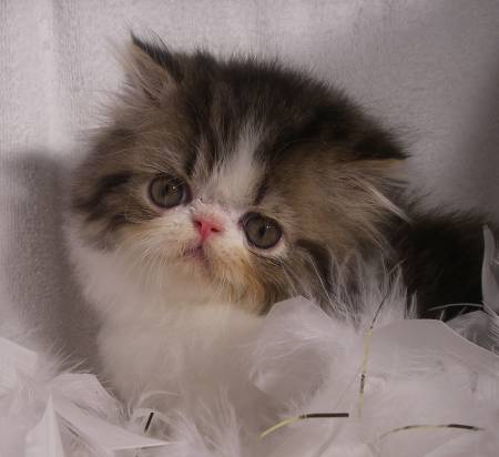 how much do persian kittens usually cost, persian cat for sale, persian kitty, persian cat price, how much does a persian cat cost, white persian cat, buy persian cat, teacup kittens for sale, teacup persian, persian kittens for sale, how much do persian kittens cost, persian kittens for sale near me, teacup persian kittens for sale, teacup cats for sale, persian cats for adoption, persian cat breeds, grey persian cat, persian cat kitten, persian kittens for adoption, white persian kittens for sale, how much persian cat cost, teacup persian kittens, cat price, persian kittens for sale uk, kitten persia, teacup persian kittens for sale near me, persian cat cost, white persian, persian cat price in india, chinchilla persian kittens for sale, baby persian cat, doll face persian kittens for sale, free persian kittens, persian cat how much do they cost, how much does a cat cost, persian cats for sale near me, white persian kitten, where to buy persian cat, teacup persian cat, persian cat, himalayan cat price, persian cat for sale uk, white persian cat for sale, chinchilla cat for sale, persian breeders, chinchilla persian kittens, how much does a sphynx cat cost, how much is a persian cat, persians for sale, buy persian cat online, teacup persian cat for sale, himalayan cat cost, blue persian cat, persian kitten cost, most expensive cat breeds, buy persian kitten, persian cat personality, how much do teacup kittens cost, teacup cats, chinchilla persian, teacup himalayan kittens for sale, black persian cat, free persian kittens for adoption, blue persian kittens for sale, persian cat care, expensive cat breeds, fluffy persian cat, cheap persian kittens for sale, how much does a himalayan cat cost, persian cat breeders near me, expensive cats, black persian kitten, how much are persian kittens, shirazi cat, pedigree persian kittens for sale, flat face cat for sale, small persian cat, persian kitten breeders, black persian kittens for sale, persian cat price range, flat face cat, persian cat kitten for sale, orange persian cat, persian cat online, most expensive cat, how much does a savannah cat cost, black persian cat for sale, half persian kittens for sale, persian cat purchase, most expensive cat in the world, teacup persian kittens for adoption, silver persian cat, persian cats for free, red persian kitten for sale, persian price, blue persian kitten, persian kitten price, persian cat facts, persian kitty for sale, pictures of persian cats, teacup doll face persian kittens for sale, teacup cat price, cute persian cat, grey persian kittens for sale, buy persian kittens online, short haired persian kittens for sale, blue persian cat for sale, gray persian cat, chinchilla persian cat, red persian cat, persian cat baby price, golden persian cat, mini persian cat, persian cat temperament, miniature persian cat, white persian kittens for adoption, persian breeders near me, how much do himalayan kittens cost, persian kittens near me, ginger persian kittens for sale, where can i buy a persian kitten, teacup persian cat price, where can i buy a persian cat, types of persian cats, doll face persian cat, teacup kittens price, flat face persian kittens for sale, how long do persian cats live, white chinchilla persian kittens for sale, white persian cat with blue eyes for sale, ginger persian cat, persia4all, grey persian kitten, persian cat lifespan, punch face cat, flat faced kittens, orange persian kittens for sale, flat faced kittens for sale, baby persian kittens, where to buy persian kittens, black and white persian cat, traditional persian cat, half persian cat, teacup persian kittens price, white persian cat with blue eyes, cute persian kittens, free persian kittens for sale, purebred persian kittens for sale, looking for persian cat, persian cat eye care, doll face persian, chinchilla persian cat for sale, white persian kittens for free, persian cat price in usa, teacup persian for sale, pure white persian kittens for sale, teacup persian kittens for sale price, iran cat, silver persian kitten, persian cat information, cheap persian cats for sale, persian kittens available now, white persian kittens with blue eyes for sale, persian cat health problems, persian kittens available, persian baby cat for sale, i want a persian cat, iranian cat, how much are teacup kittens, persian cat near me, punch face persian cat, persian cat cost in india, do persian cats shed, baby persian kittens for sale, long haired persian kittens for sale, tabby persian kittens for sale, how much does a white persian cat cost, white teacup persian kittens for sale, persian cat haircut, cream persian cat, white persian cat price, persian kittens for adoption near me, chinchilla cat price, orange persian kitten, cheap persian kittens, persian cross kittens for sale, pure persian cat, about persian cats, tabby persian cat, gray persian kitten, teacup persian cat full grown, persian cat online purchase, peke faced persian kittens for sale, white persian kittens for sale near me, persian dog, cheap persian cats, pictures of persian cats for sale, mini persian kittens for sale, persian cata, flat faced cats for adoption, persian cat kitten price, persian mix kittens for sale, long haired persian cat, persian cat doll, cute persian kittens for sale, pedigree persian cat, adult persian cat, persian mix cat, doll face persian cat price, purebred persian kittens, looking for persian kittens for sale, miniature persian kittens, persian cat characteristics, shirazi cat for sale, grey persian cat for sale, toy persian kittens for sale, persian siamese cat for sale, blue persian for sale, persian cat blue eyes, white teacup persian kitten, bicolor persian kittens for sale, persian kittens uk, all about persian cats, male persian cat for sale, orange persian cat for sale, persian cat for sell, average cost of a persian cat, short hair persian cat price, black persian cat price, persian cross cat, persian adoption, pure persian kittens for sale, silver persian cat for sale, brown persian cat for sale, persian cat hair, teacup persian kittens for sale cheap, blue point persian kittens for sale, calico persian kittens for sale, persian cat hair care, where to get a persian cat, white persian cat cost, flat face persian, how much himalayan cats cost, short hair persian cat for sale, persian cat fur, miniature persian kittens for sale, shirazi cat price, doll face persian cat for sale, beautiful persian cat, smushed face cats for sale, calico persian cat for sale, how to take care of persian cat, ginger persian kitten, blue point persian, how much does a teacup cat cost, blue eyed persian kittens for sale, fluffy persian kittens for sale, chinchilla persian kittens price, flat face persian cat, flat faced cat breeds, persian siamese kittens for sale, teacup white persian cat, red persian kitten, silver tabby persian kittens for sale, purebred persian cat, brown persian kittens for sale, teacup doll face persian kittens, white persian cat breeders, perser cat, persian kitten rescue, male persian cat, tabby persian kitten, miniature persian cat for sale, how to care for a persian cat, semi persian cat, persian kittens for sell, white doll faced persian kittens for sale, cream persian kittens for sale, silver tip persian kittens for sale, the persian cat, peke face persian, black and white persian kittens for sale, how much is a teacup cat, craigslist persian kittens, doll face white persian kittens for sale, where can i get a persian kitten, ginger persian cat for sale, gray persian kittens for sale, looking for a persian kitten, white persian for sale, persian cat blue eyes for sale, persian kitten care, persian pet, persian cat rate, american persian cat, buy persian cat online india, pure persian cat for sale, persian flat face cat for sale, black persian cat with blue eyes, persian cat rate in india, persian cat size, kitten price, how big do persian cats get, what does a persian cat look like, pure breed persian cat, red persian cat for sale, newborn persian kittens for sale, where to get a persian kitten, teacup calico persian kittens, persian longhair, white persian kitty, persian show cats for sale, doll face cat for sale, long hair persian cat for sale, flat face cat breeds for sale, white persian cat adoption, different types of persian cats, female persian cat, cat breeds price, persian cat health issues, picky face cat, long haired persian kittens, persian cat face, persian kitten images, female persian cat for sale, smushed face kittens for sale, peke faced cat for sale, purebred persian cat for sale, adult persian cats for sale, teacup cat cost, golden persian kittens for sale, grey and white persian cat, fluffy persian kittens, black persian for sale, how to buy a persian cat, persian siamese kitten, persian cat health, find persian kittens for sale, male persian kittens for sale, black and white persian kitten, traditional persian kittens for sale, part persian kittens for sale, free persian cats for adoption, mini persian cat for sale, miniature kittens price, persian cat grey price, mini persian kittens, cute persian cats for sale, cute persian kittens for adoption, persian cat maintenance, persian cat info, flat face persian kitten, persian cat pet store, white fluffy persian cat, persian cat free to good home, gray persian cat for sale, traditional persian cat breeders, where does persian cat live, smashed face cat for sale, persian x kittens for sale, persian doll face kitten price, micro teacup persian kittens for sale, persian siamese mix kittens for sale, persian cat pet, black persian cat for adoption, persian cat problems, where can i buy a white persian kitten, persian cat price in canada, doll face persian cat personality, white persian cat with blue eyes price, buy white persian kitten, are persian cats friendly, female persian kittens for sale, persian cat traits, how to take care of persian kitten, buy white persian cat, persian cat care guide, persian cat for sale price, golden teacup persian kittens, large persian cat, persian cat personality temperament, types of persian cats with pictures, tortoiseshell persian kitten, semi flat face persian cat, persian siamese cat price, a persian cat, how to bathe a persian cat, teacup chinchilla persian kittens, persian cat house, pure persian cat price, persian kitten breeders near me, blue persian cat price, blue and white persian cat, himalayan persian cat price, persian tabby cat for sale, flat faced cat price, where can i find a persian cat, cat persian sale, persian cat for sale india, persian adult cat, buy teacup persian kitten, grey and white persian, pictures of white persian cats, how to care persian cat, best persian cat, half persian cat for sale, how much is a persian cat worth, where are persian cats from, blue cream persian kitten for sale, teacup persian breeders, persian cat cost india, teacup white persian cat for sale, all white persian cat, white persian kitten with blue eyes, flat nose cat for sale, cat in persian, teacup persian cat price in india, all white persian cat for sale, tiny persian kittens, where do persian cats come from, flat face persian for sale, i want to buy a persian kitten, what is a persian cat, things to know about persian cats, mini persian, chocolate persian kittens for sale, teacup persian kitten breeders, pictures of persian cats and kittens, persian cats for sale or adoption, chinchilla persian price, grey persian cat with blue eyes, persian house cat, how much is a white persian kitten, orange and white persian cat, teacup persian price, white teacup kitten, persian cat puppy, part persian cat, pure breed persian cats for sale, small persian cats for sale, british persian cat, gray and white persian cat, silver tipped persian kittens, persian cat eyes, how much are teacup persian kittens, teacup doll face persian, old persian cat, shirazi kitten, white and grey persian cat, how much are persian cats worth, famous persian cats, extreme persian kittens for sale, persian cat age, blue tip persian cats, real persian cat, where to find persian kittens, purebred persian cat price, silver tip persian cat, how big do teacup persian cats get, persian cat face types, persian cat puppy for sale, persian cat white kitten, persian cat nature, pure breed persian cat price, classic persian cat, how old do persian cats live, why are persian cats so expensive, pure white persian cat, persian cats and kittens, white persian kitten price, what to know about persian cats, kinds of persian cat, persian temperament, show persian cat, flat nose persian cat for sale, persian doll cat, traditional persian cat for sale, himalayan persian kittens price, persian cat characteristics and temperament, average age of persian cats, persian dogs for sale, grey and white persian kitten, persian kitten price range, white teacup persian, how many kittens do persian cats have, my persian cat, baby white persian kitten, persian cat personality traits, orange and white persian kitten, persian mix cats for adoption, persian white kitty, persian cat breeding information, how long does a persian cat live, miniature persian cat price, miniature white persian kittens, modern persian cat, chinchilla persian cat price, persian cat qualities, flat nose persian cat, taking care of persian cats, persian kittens for sale in, pershing cat, white persian cat blue eyes for sale, are persian cats mean, different persian cat breeds, white persian cat doll face, persian cat for, baby doll persian cats for sale, how much is a white persian cat, golden persian cat price