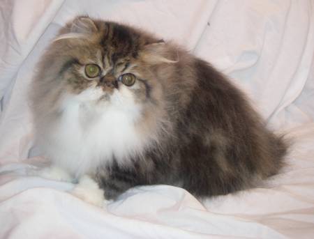 look like, cat being washed, purple persian cat, bathing cats to get rid of fleas, can cats use human shampoo, make your own cat shampoo, how to groom a persian cat at home, can i use dog shampoo on my cat, what can i wash my cat with, take care in persian, persian kitten care tips, can you give a kitten a bath, can i use baby shampoo on my cat, do you need to bathe cats, persian cat grooming tips, how to get knots out of persian cats hair, himalayan cat haircut, can you bathe cat after flea treatment, will bathing a cat kill fleas, white baby persian cat, how to keep persian cats eyes clean, persian kit, how to shave a persian cat, persian cat care tips, how to give a cat a bath, cat blow dryer, can you get a cat groomed, should u bathe your cat, can you use dry shampoo on cats, persian cat breeding tips, bathing a kitty, how to bath cat, baby face persian, can i give a kitten a bath, how to take care of persian kitten, persian cat care guide, can u bathe a kitten, can you bathe a cat with human shampoo, find persian cats, how do groomers bathe cats, can you bath cats, how to bathe a persian cat, what can i use to wash my kitten, how to care persian cat, how much is a persian cat worth, can i use dry shampoo on my cat, can you wash a cat with dog shampoo, where are persian cats from, how to clean persian cat eye discharge, can i shower my kitten, do kittens like baths, where do persian cats come from, can i use shampoo to wash my cat, what can i bathe my cat with, kittens and baths, how to bathe a cat without water, how do i bathe a cat, how much is a white persian kitten, how to draw a persian cat, giving a kitten a bath, washing your kitten, how to dry cat after bath, is it ok to bathe a cat, can you wash kittens with human shampoo, how to trim persian cat hair, cat taking bath in sink, how to bathe a kitten without shampoo, regular shampoo on cats, how to brush a persian cat, how to groom a kitten, kittens getting a bath, kinds of persian cat, how to cut persian cat hair, should you bath cats, how to trim a persian cat, how to clean cat without bath, where to get a persian cat, how to clean white cat fur, how to clean your cat without a bath, what to use when bathing a cat, taking care of persian cats, how to safely bathe a cat, how to bathe a persian kitten, how much is a white persian cat, persian cat face types, how do you bathe a kitten, how to properly bathe a cat, how often to bathe kitten, do cats need baths grooming, are persian cats nice, how to clean persian eyes, persian cat guide, how to wash your cat without water, how to dry bathe a cat, can you blow dry a cat, what is a persian cat, how to wash a persian cat, how to bathe a long haired cat, bathing a cat with dawn, cat after bath, can i use cat shampoo on a dog, how often should you bathe a persian cat, how to clean a dirty cat, why do persian cats eyes water, how often should a cat be groomed, what can you bathe a cat with, how often to bathe a persian cat, giving a bath to a cat, what to wash my cat with, how often to groom cat, how to bathe a cat at home, can you bathe your cat, how to bathe my cat, do you need to wash your cat, how to bathe kittens without cat shampoo, how do you wash a cat, persian cat tips, do you have to wash your cat, clean cat fur without water, how often to brush cat, is it bad to bathe cats, how to dry a kitten after a bath, do persian cats make good pets, how much does a white persian cat cost, what soap to use to wash a cat, when to bathe a kitten, how to bathe persian cat, how to dry your cat after a bath, how many times should you bathe a cat, where are you from if your persian, are baths bad for cats, is it bad to bathe a cat, how to wash a long haired cat, how to give my kitten a bath, how often to bath cat, bathe them, how to dry a cat after bath, when can kittens be bathed, how to bathe a kitty, how to bathe your cat at home, how often should kittens be bathed, do you need to bath cats, when to give a kitten a bath, bathing a cat without water, how to bathe cat without water, is it ok to wash a cat, do cats need to take a bath, how often should a cat be washed, what is safe to bathe a kitten with, is it necessary to bathe your cat, is it