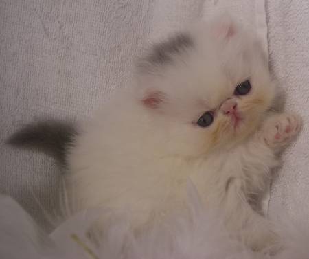 persian cat for sale, british shorthair character, lilac british shorthair cat, exotic kitten names, exotic persian cat breeders, english shorthair cat breeders, british shorthair point, calico exotic shorthair, british shorthair tabby cat, where to buy exotic shorthair, shorthair kittens for sale near me, cheap ragdoll kittens for sale, british exotic shorthair kittens for sale, orange cat breeds short hair, oriental shorthair cat, british white cat, british shorthair information, blue and white british shorthair, black exotic shorthair kittens for sale, lilac british shorthair kittens for sale, scottish fold cat breeds, seal point exotic shorthair kittens for sale, exoticshorthair cat, exotic shorthair mix, exotic british shorthair cats, british cinnamon cat, english cat for sale, silver british shorthair kittens, exotic cat kitten, persian cat for sale Philippines, british shorthair kitten rescue, british longhair cat adoption, grey british shorthair for sale, rare exotic cats, exotic felines for sale, white british shorthair breeders, the british shorthair, cheap exotic cats, chocolate exotic shorthair, small exotic cats for sale, cheap exotic cats for sale, british shorthair cat colours, grey british shorthair cat, silver tabby exotic shorthair, british shorthair breeders near me, american shorthair silver tabby kittens for sale, best british shorthair breeders, baby exotic shorthair, snowshoe siamese kittens for sale, european shorthair cat, ragdoll kittens for sale craigslist, snoopy exotic shorthair cat, most exotic cats, short blue hair, english cat, british blue temperament, excotic cats for sale, baby british shorthair kittens, long haired persian kittens for sale, british shorthair baby, cats kittens for sale, grey shorthair cat, british shorthair mix kittens for sale, silver british shorthair cat, british blue hair kittens, short haired persian blue kittens for sale, white exotic shorthair kitten for sale, the exotic cat breed, seal point ragdoll kittens for sale, british shorthair cinnamon kitten for sale near me, british gray cat, british shorthair tabby kitten, short kittens, british cat price, british shorthair chinchilla kittens for sale, british cinnamon kitten, exotic cat price, cheshire cat breed, american shorthair breeders, exotic shorthair, british shorthair silver tabby kitten, exotic shorthair stuffed animal, siamese kittens for sale craigslist, extoic cats, exotic shorthair red tabby, british blue hair cat, english kittens for sale, exotic shorthair kitty, exotic shorthair munchkin for sale, gray british shorthair, brown british shorthair kittens for sale, british shorthair red, most exotic cat breeds, domestic shorthair cat breeds, exotic longhair Persian, tonkinese cat breeds, cream british shorthair cat, short cat breeds, british shorthair kitten care, female british shorthair cat, gray british shorthair kittens, silver shorthair kittens for sale, long haired persian kitten, british shorthair health problems, siamese mix kittens for sale, exptic shorthair kitten, ginger british shorthair cat, british shorthair care, british blue shorthair cat temperament, exotic shorthair silver tabby, pedigree british shorthair, ragdoll kittens for sale in Wisconsin, british shorthair striped, purebred exotic shorthair kittens, british shorthair behavior, british shorthair cat information, golden british shorthair for sale, exotic cat names, white siamese kittens for sale, british shorthair shed, large exotic cats, british cat buy, blue tortie british shorthair, british shorthair coat, british exotic shorthair cat, british blue shorthair cats for adoption, british blue tabby, munchkin cat breeds, british shorthair cat kittens, persian cat kitten for sale, british shorthair kitty, price of exotic shorthair cat, exzotic cats, exotic shorthair information, exotic himalayan cat, british shorthair kittens nyc, silver exotic shorthair, best brush for british shorthair cat, british blue kitten price, british shorthair house cat, short haired himalayan kittens for sale, siamese kittens for sale Illinois, british colourpoint cat, british longhair kittens price, english shorthair cat price, the british shorthair cat, english blue cat kittens, british shorthair lilac point, exotic shorthair stud, british longhair kittens for sale near me, european shorthair cat price, pure british shorthair, british shorthair spotted, british shorthair kittens for sale Singapore, grey shorthair kittens for sale, garfield cat breed for sale, oriental cat breeds, british blue tabby cat, british shorthair intelligence, british shorthair grey and white, british shorthair tiger, british shorthair cost, british shorthair weight, blue exotic kitten, serval cat breeds, blue point ragdoll kittens for sale, orange british shorthair kitten, silver british shorthair for sale, chartreux cat breeds, british shorthair cross, exotic kittens for sale uk, blue shorthair cat breeds, asian shorthair cat for sale, british black cat, exotic cats for sale in Texas, british shorthair cat weight, british shorthair brown, golden british shorthair kittens for sale, ragdoll mix kittens, british short blue cat, british shorthair silver tabby price, exotic cats to own, exotic shorthair kittens for sale in pa, british exotic cat, silver shorthair cat, european shorthair cat for sale, siamese kittens for sale in Wisconsin, british shorthair grey tabby, ragdoll mix kittens for sale, blue cream british shorthair, exoctic cat breeds, russian blue breeders, grey shorthair cat for sale, british shorthair puppy, british domestic shorthair cat, white exotic cat, gray shorthair cat, british shorthair cinnamon cat for sale, purebred siamese kittens for sale, blue persian cat for sale, colorpoint shorthair cat, red exotic shorthair kitten, exotic animal breeders, black exotic shorthair kitten, chocolate siamese kittens for sale, british shorthair tabby for sale, british shorthair blue eyes for sale, big british shorthair, british blue color, white exotic shorthair for sale, british blue cream, british shorthair breed profile, exotic shorthair kittens nyc, british shorthair silver tabby breeders, british bicolor shorthair cat, norwegian forest cat breeders, exotic shorthair Himalayan, female british shorthair kittens for sale, black shorthair cat breeds, british shorthair male for sale, sphynx kittens for sale craigslist, american shorthair kittens for adoption, fat british shorthair cat, exotic shorthair Singapore, british blue personality, devon rex cat breeds, domestic shorthair kittens for sale, british shorthair kittens florida, shorthair cinnamon kitten, exotic shorthair breeders uk, siamese bengal cat for sale, exotic shorthair kittens florida, lilac bsh, black and white british shorthair kittens, english blue shorthair cat, american shorthair cat breeds, british blue cat blue eyes, english shorthair blue, exotic shorthair cat kitten, british shorthair info, british blue female, exotic kitty, exotic shorthair silver, siamese himalayan kittens for sale,