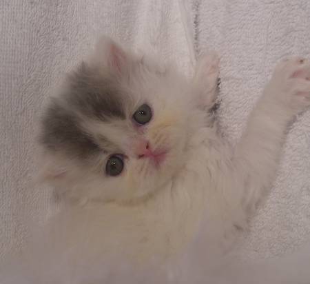 how much do persian kittens usually cost, persian cat for sale, persian kitty, persian cat price, how much does a persian cat cost, white persian cat, buy persian cat, teacup kittens for sale, teacup persian, persian kittens for sale, how much do persian kittens cost, persian kittens for sale near me, teacup persian kittens for sale, teacup cats for sale, persian cats for adoption, persian cat breeds, grey persian cat, persian cat kitten, persian kittens for adoption, white persian kittens for sale, how much persian cat cost, teacup persian kittens, cat price, persian kittens for sale uk, kitten persia, teacup persian kittens for sale near me, persian cat cost, white persian, persian cat price in india, chinchilla persian kittens for sale, baby persian cat, doll face persian kittens for sale, free persian kittens, persian cat how much do they cost, how much does a cat cost, persian cats for sale near me, white persian kitten, where to buy persian cat, teacup persian cat, persian cat, himalayan cat price, persian cat for sale uk, white persian cat for sale, chinchilla cat for sale, persian breeders, chinchilla persian kittens, how much does a sphynx cat cost, how much is a persian cat, persians for sale, buy persian cat online, teacup persian cat for sale, himalayan cat cost, blue persian cat, persian kitten cost, most expensive cat breeds, buy persian kitten, persian cat personality, how much do teacup kittens cost, teacup cats, chinchilla persian, teacup himalayan kittens for sale, black persian cat, free persian kittens for adoption, blue persian kittens for sale, persian cat care, expensive cat breeds, fluffy persian cat, cheap persian kittens for sale, how much does a himalayan cat cost, persian cat breeders near me, expensive cats, black persian kitten, how much are persian kittens, shirazi cat, pedigree persian kittens for sale, flat face cat for sale, small persian cat, persian kitten breeders, black persian kittens for sale, persian cat price range, flat face cat, persian cat kitten for sale, orange persian cat, persian cat online, most expensive cat, how much does a savannah cat cost, black persian cat for sale, half persian kittens for sale, persian cat purchase, most expensive cat in the world, teacup persian kittens for adoption, silver persian cat, persian cats for free, red persian kitten for sale, persian price, blue persian kitten, persian kitten price, persian cat facts, persian kitty for sale, pictures of persian cats, teacup doll face persian kittens for sale, teacup cat price, cute persian cat, grey persian kittens for sale, buy persian kittens online, short haired persian kittens for sale, blue persian cat for sale, gray persian cat, chinchilla persian cat, red persian cat, persian cat baby price, golden persian cat, mini persian cat, persian cat temperament, miniature persian cat, white persian kittens for adoption, persian breeders near me, how much do himalayan kittens cost, persian kittens near me, ginger persian kittens for sale, where can i buy a persian kitten, teacup persian cat price, where can i buy a persian cat, types of persian cats, doll face persian cat, teacup kittens price, flat face persian kittens for sale, how long do persian cats live, white chinchilla persian kittens for sale, white persian cat with blue eyes for sale, ginger persian cat, persia4all, grey persian kitten, persian cat lifespan, punch face cat, flat faced kittens, orange persian kittens for sale, flat faced kittens for sale, baby persian kittens, where to buy persian kittens, black and white persian cat, traditional persian cat, half persian cat, teacup persian kittens price, white persian cat with blue eyes, cute persian kittens, free persian kittens for sale, purebred persian kittens for sale, looking for persian cat, persian cat eye care, doll face persian, chinchilla persian cat for sale, white persian kittens for free, persian cat price in usa, teacup persian for sale, pure white persian kittens for sale, teacup persian kittens for sale price, iran cat, silver persian kitten, persian cat information, cheap persian cats for sale, persian kittens available now, white persian kittens with blue eyes for sale, persian cat health problems, persian kittens available, persian baby cat for sale, i want a persian cat, iranian cat, how much are teacup kittens, persian cat near me, punch face persian cat, persian cat cost in india, do persian cats shed, baby persian kittens for sale, long haired