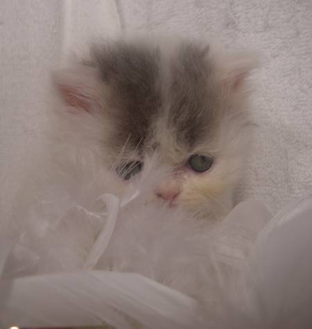 a persian cat, himalayan persian kitten, cat grooming brush long hair, best comb for matted cat hair, can u bathe a cat, how often should you bathe an indoor cat, how much is a persian cat, what to bathe a cat with, how often should you bathe a kitten, safe flea bath for cats, shampoo the cat, persian cat price range, cat bath no, dry wash for cats, orange persian cat, persian cat hair, cat getting groomed, cat washing service, cat nail grooming, best cat food for persian cats, persian cat fur, flea dip a cat, cat shaving tools, persian cat supplies, can cats take baths, can cats get baths, cat with no hair, kitten persia, cat flea bath services, washing my cat, cat fur conditioner, cat bath towels, cat grooming cuts, kitty bath time, persian cat cost, white persian, flea bath for cats services, kitten soap, cats bathing themselves, persian grooming, how to bathe a kitten, teacup persian kittens, baby persian cat, blue persian kitten, cat grooming tips, how often can you bathe a kitten, easy way to bathe a cat, flea bath shampoo for cats, cat brush that cuts hair, can you shower a cat, best brush for matted cat fur, cat bathing in sink, how often should indoor cats be bathed, best flea wash for cats, cat being bathed, kitten bath soap, soap safe for cats, best brush for persian cat, long hair cat comb, do indoor cats need to be bathed, how much does a persian cat cost, gray persian cat, red persian cat, best comb for long hair cats, what to bathe kittens with, best way to bathe a kitten, how much are persian kittens, cat haircut cost, persian cat temperament, cleaning your cat, best clippers for persian cats, where can i buy a persian cat, how often to wash cat, cat bath service, types of persian cats, can we bathe cats, wet persian cat, how long do persian cats live, what can i use to wash my cat, cat food for persian cats, show persian cat, should i bathe my cat, cat grooming prices, cat grooming station, grey persian kitten, how often can i bathe my kitten, best flea bath for kittens, flat faced kittens, best cat food for persian kittens, persian cat maintenance, grooming my cat, how often should you wash your kitten, persian hair, baby persian kittens, can a cat be bathed, how many times to bathe a cat, himalayan cat personality, can you shampoo a cat, hair cat, traditional persian cat, half persian cat, white persian cat with blue eyes, what can i bathe my kitten with, grooming long haired cats with mats, do you bathe kittens, persian cat hair fall solution, do you bathe your cat, how often should you bathe your indoor cat, looking for persian cat, persian cat eye care, how to groom long haired cat, how often should you wash cats, places that give flea baths, how often should i bathe my cat, dog and cat spa, can i shave my cat, can you bathe your cat, can we give bath to cats, best food for persian kitten, pet hair, persian cat facts, should cats be bathed regularly, can u give a cat a bath, do house cats need baths, best comb for persian cats, persian cat products, how often should you shower your cat, how are you in persian, washing kittens, persian cat information, persian cat room, persian haircuts, persian cat health problems, i want a persian cat, best persian cat, iranian cat, hair cutting comb for cats, cat taking a bath, i need to bathe my cat, i bathed my cat, persian cat pics, do persian cats shed, persian cat eye care products, washing your cat at home, cat cleaning kitten, long haired persian kittens for sale, best dry food for persian cats, how to groom a persian cat, persian cat breeds, how to wash your cat, tips for bathing a cat, bathing your kitten, types of long haired cats, can you shave a cat, best way to groom a cat, short hair persian cat, cream persian cat, how many times should you bathe a cat, pet and grooming, persian cat eye wipes, how much to groom a cat, orange persian kitten, persian cat feeding guide, how do you bathe a cat, how often should you bathe your kitten, cat bath box, pure persian cat, why do cats clean themselves, how to bathe your cat, tabby persian cat, why does my cat shed so much, can you flea dip a cat, persian cat video, persian cat tail, teacup persian cat full grown, how to shower a cat, should kittens be bathed, persian dog, how often to bathe kitten, persian cat food for 2 months, do u bathe cats, medium hair cat, how do you groom a cat, best brush for matted cat hair, long haired persian cat, what can you bathe a kitten with, how often should you shower a cat, best way to bathe cat, persian mix cat, can you use human shampoo on cats, how often bathe indoor cat, when should you bathe a cat, how much do persian kittens cost, how to groom your cat at home, persian cat characteristics, bathing an old cat, persian cat lion cut, persian cat colors, how often should kittens be bathed, cat grooming ideas, how to clean kittens eyes, persian cat blue eyes, small persian cat, all about persian cats, persian cata, grooming a matted cat, best brush for himalayan cat, soap to wash cat, how often should cats get baths, brown persian cat, should you wash your cat and how often, do cats get groomed, can you wash a cat, can i bathe a kitten, how often should u bathe a cat, how often should a cat be washed, persian kitty adult, himalayan cat grooming, do kittens need baths, persian cat hair care, where to get a persian cat, how often can you bathe your cat, how to groom a long haired cat, flat face persian, what to use to bathe a kitten, will giving my cat a bath get rid of fleas, beautiful persian cat, kitten bath time, how often can you bathe cats, how to take care of persian cat, bathing a cat that hates water, should i wash my cat, flat face persian cat, best way to remove knots from cat hair, how often should cats shower, persian comb, how often do you bathe a cat, cleaning cat claws, how many times should you wash your cat, persian car mats, cat fur cleaner, cat hair care, persian cat eyes, himalayan cat care, how to care for a persian cat, semi persian cat, what can you bathe cats with, how many times can you bathe a cat, persian cat haircut styles, how often should i wash my cat, the persian cat, how to clean cat fur without water, where can i get a persian kitten, looking for a persian kitten, should cats get baths, can you use baby shampoo on cats, cleaning persian cat eyes, persian kitten care, do i need to bathe my cat, persian pet, persian cat grooming styles, how to groom a cat at home, persian care, how clean are cats, persian cat care and feeding, how to clean persian cat eyes, do u give cats baths, persian bath, how big do persian cats get, cat shampoo alternatives, safe soap for kittens, what does a persian cat look like, persian longhair, bathing cats to get rid of fleas, do cats need baths, long haired cat grooming problems, how often to brush cat, make your own cat shampoo, how to groom a persian cat at home, persian cat eye infection, what can i wash my cat with, persian kitten care tips, big persian cat, can you give a kitten a bath, long haired persian kittens, can i use baby shampoo on my cat, best cat grooming products, do you need to bathe cats, persian cat face, persian cat grooming tips, how to get knots out of persian cats hair, how often should you bathe kittens, do you wash cats, will bathing a cat kill fleas, how to keep persian cats eyes clean, persian kit, how to remove matted hair from long haired cats, how to shave a persian cat, persian cat care tips, how to buy a persian cat, cats cleaning themselves, persian cat health, how to be persian, persian cat cuts, long haired cat care, cat blow dryer, flat face persian kitten, bathing cats with human shampoo, persian cat pet store, how often should i brush my cat, dog and cat house grooming, persian eye problems, persian cat hair knots, should u bathe your cat, do long haired cats need haircuts, persian cat breeding tips, how to bath cat, persian cat pet, best way to groom a longhaired cat, persian cat problems, do cats need haircuts, how to take care of persian kitten, giving a bath to a cat, do you have to bathe cats, persian cat care guide, persian eye care, how often should bathe cat, how do groomers bathe cats, a persian cat, persian cat tears, how to bathe a persian cat, persian cat house, persian cat eye discharge, knots in cats hair, cat matted coat, how to care persian cat, how often groom cat, persian cat care sheet, how often should you wash a cat, how much is a persian cat worth, how often should i bathe my kitten, persian cat how much do they cost, how to clean persian cat eye discharge, can i shower my kitten, persian cat hair fall, all white persian cat, shirazi persian cat, do kittens like baths, do cats need grooming, cat in persian, how to make cat hair grow longer, where do persian cats come from, i want to buy a persian kitten, what is a persian cat, himalayan kitten care, himalayan cat haircut, persian hair care, cat bathing itself, persian house cat, how much is a white persian kitten, how to clean cat brush, how to draw a persian cat, giving a kitten a bath, washing your kitten, part persian cat, cat grooming too much, how often should i bathe my indoor cat, old persian cat, full grown persian cat, how much are persian cats worth, how to trim persian cat hair, persian cat age, best cat brush for persian cats, how to bathe a kitten without shampoo, shaved himalayan cat, persian cat face types, do you need to wash cats, how often do cats need baths, persian cat nature, how often should u bathe your cat, how to brush a persian cat, how old do persian cats live, how to groom a kitten, persian cats and kittens, what soap to wash cat, kinds of persian cat, how to cut persian cat hair, are you supposed to bathe your cat, how often should you groom your cat, how to trim a persian cat, what is the best cat food for persian cats, how to feed persian cat, how often do you wash a cat, how many kittens do persian cats have, how to clean cat without bath, do cats like being brushed, my persian cat, how often do cats clean themselves, white cat stained fur, how to clean white cat fur, flat nose persian cat, taking care of persian cats, how often do cats groom, do cats bathe, are persian cats mean, how to bathe a persian kitten, how often should cats get bathed, how much is a white persian cat, how often do cats groom themselves, persian cat nose problems, different kinds of persian cats, do cats need baths grooming, how to give a cat a haircut, persian cat kitty, how often should i shower my cat, persian cat watery eyes, are persian cats nice, what can you wash a cat with, how to clean persian eyes, how to trim cat fur, persian cat nose, are persian cats good pets, persian cat guide, can persian cats go outside, how much are white persian cats, how many times should i bathe my cat, can u wash a cat, does bathing a cat help with shedding, can you blow dry a cat, do persian cats shed a lot, haircut for cats, how often can i wash my cat, persian cat without flatface, take care in persian, how to wash a persian cat, 1 year old persian cat, is it necessary to bathe a cat, how often to wash indoor cat, how to bathe a long haired cat, why do persian cats have flat faces, do you need to bathe your cat, white baby persian cat, how to clean a dirty cat, why do persian cats eyes water, long hair cat knots, how often should a cat be groomed, long haired cata, when do persian cats stop growing, show me a picture of a persian cat, how often should you brush a cat, how often to bathe your cat, persian cat hair loss, how to clean kittens matted eyes, what to wash my cat with, how to trim cat hair, flat persian cat, how often to wash your cat, how often to groom cat, himalayan cat shaved, how often to bathe indoor cat, how to bathe a cat at home, how often do you wash your cat, do you need to wash your cat, what are persian cats like, how do you wash a cat, how often to shower a cat, baby face persian, persian cat tips, most beautiful persian cat, can you wash a cat with shampoo, do you have to wash your cat, how often do cats bathe themselves, how often do you bathe a kitten, how to dry a kitten after a bath, find persian cats, where do persian cats originate from, do persian cats make good pets, what do you wash a cat with, how much does a white persian cat cost, how often to wash cats, how often should cats groom themselves, how to give your cat a haircut, can you brush a cat too much, persian cat single coat