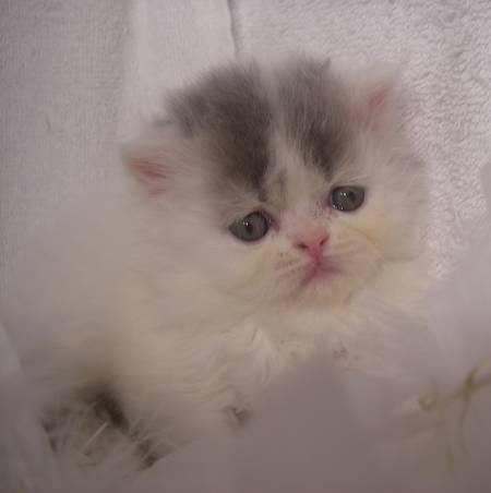 a persian cat, himalayan persian kitten, cat grooming brush long hair, best comb for matted cat hair, can u bathe a cat, how often should you bathe an indoor cat, how much is a persian cat, what to bathe a cat with, how often should you bathe a kitten, safe flea bath for cats, shampoo the cat, persian cat price range, cat bath no, dry wash for cats, orange persian cat, persian cat hair, cat getting groomed, cat washing service, cat nail grooming, best cat food for persian cats, persian cat fur, flea dip a cat, cat shaving tools, persian cat supplies, can cats take baths, can cats get baths, cat with no hair, kitten persia, cat flea bath services, washing my cat, cat fur conditioner, cat bath towels, cat grooming cuts, kitty bath time, persian cat cost, white persian, flea bath for cats services, kitten soap, cats bathing themselves, persian grooming, how to bathe a kitten, teacup persian kittens, baby persian cat, blue persian kitten, cat grooming tips, how often can you bathe a kitten, easy way to bathe a cat, flea bath shampoo for cats, cat brush that cuts hair, can you shower a cat, best brush for matted cat fur, cat bathing in sink, how often should indoor cats be bathed, best flea wash for cats, cat being bathed, kitten bath soap, soap safe for cats, best brush for persian cat, long hair cat comb, do indoor cats need to be bathed, how much does a persian cat cost, gray persian cat, red persian cat, best comb for long hair cats, what to bathe kittens with, best way to bathe a kitten, how much are persian kittens, cat haircut cost, persian cat temperament, cleaning your cat, best clippers for persian cats, where can i buy a persian cat, how often to wash cat, cat bath service, types of persian cats, can we bathe cats, wet persian cat, how long do persian cats live, what can i use to wash my cat, cat food for persian cats, show persian cat, should i bathe my cat, cat grooming prices, cat grooming station, grey persian kitten, how often can i bathe my kitten, best flea bath for kittens, flat faced kittens, best cat food for persian kittens, persian cat maintenance, grooming my cat, how often should you wash your kitten, persian hair, baby persian kittens, can a cat be bathed, how many times to bathe a cat, himalayan cat personality, can you shampoo a cat, hair cat, traditional persian cat, half persian cat, white persian cat with blue eyes, what can i bathe my kitten with, grooming long haired cats with mats, do you bathe kittens, persian cat hair fall solution, do you bathe your cat, how often should you bathe your indoor cat, looking for persian cat, persian cat eye care, how to groom long haired cat, how often should you wash cats, places that give flea baths, how often should i bathe my cat, dog and cat spa, can i shave my cat, can you bathe your cat, can we give bath to cats, best food for persian kitten, pet hair, persian cat facts, should cats be bathed regularly, can u give a cat a bath, do house cats need baths, best comb for persian cats, persian cat products, how often should you shower your cat, how are you in persian, washing kittens, persian cat information, persian cat room, persian haircuts, persian cat health problems, i want a persian cat, best persian cat, iranian cat, hair cutting comb for cats, cat taking a bath, i need to bathe my cat, i bathed my cat, persian cat pics, do persian cats shed, persian cat eye care products, washing your cat at home, cat cleaning kitten, long haired persian kittens for sale, best dry food for persian cats, how to groom a persian cat, persian cat breeds, how to wash your cat, tips for bathing a cat, bathing your kitten, types of long haired cats, can you shave a cat, best way to groom a cat, short hair persian cat, cream persian cat, how many times should you bathe a cat, pet and grooming, persian cat eye wipes, how much to groom a cat, orange persian kitten, persian cat feeding guide, how do you bathe a cat, how often should you bathe your kitten, cat bath box, pure persian cat, why do cats clean themselves, how to bathe your cat, tabby persian cat, why does my cat shed so much, can you flea dip a cat, persian cat video, persian cat tail, teacup persian cat full grown, how to shower a cat, should kittens be bathed, persian dog, how often to bathe kitten, persian cat food for 2 months, do u bathe cats, medium hair cat, how do you groom a cat, best brush for matted cat hair, long haired persian cat, what can you bathe a kitten with, how often should you shower a cat, best way to bathe cat, persian mix cat, can you use human shampoo on cats, how often bathe indoor cat, when should you bathe a cat, how much do persian kittens cost, how to groom your cat at home, persian cat characteristics, bathing an old cat, persian cat lion cut, persian cat colors, how often should kittens be bathed, cat grooming ideas, how to clean kittens eyes, persian cat blue eyes, small persian cat, all about persian cats, persian cata, grooming a matted cat, best brush for himalayan cat, soap to wash cat, how often should cats get baths, brown persian cat, should you wash your cat and how often, do cats get groomed, can you wash a cat, can i bathe a kitten, how often should u bathe a cat, how often should a cat be washed, persian kitty adult, himalayan cat grooming, do kittens need baths, persian cat hair care, where to get a persian cat, how often can you bathe your cat, how to groom a long haired cat, flat face persian, what to use to bathe a kitten, will giving my cat a bath get rid of fleas, beautiful persian cat, kitten bath time, how often can you bathe cats, how to take care of persian cat, bathing a cat that hates water, should i wash my cat, flat face persian cat, best way to remove knots from cat hair, how often should cats shower, persian comb, how often do you bathe a cat, cleaning cat claws, how many times should you wash your cat, persian car mats, cat fur cleaner, cat hair care, persian cat eyes, himalayan cat care, how to care for a persian cat, semi persian cat, what can you bathe cats with, how many times can you bathe a cat, persian cat haircut styles, how often should i wash my cat, the persian cat, how to clean cat fur without water, where can i get a persian kitten, looking for a persian kitten, should cats get baths, can you use baby shampoo on cats, cleaning persian cat eyes, persian kitten care, do i need to bathe my cat, persian pet, persian cat grooming styles, how to groom a cat at home, persian care, how clean are cats, persian cat care and feeding, how to clean persian cat eyes, do u give cats baths, persian bath, how big do persian cats get, cat shampoo alternatives, safe soap for kittens, what does a persian cat look like, persian longhair, bathing cats to get rid of fleas, do cats need baths, long haired cat grooming problems, how often to brush cat, make your own cat shampoo, how to groom a persian cat at home, persian cat eye infection, what can i wash my cat with, persian kitten care tips, big persian cat, can you give a kitten a bath, long haired persian kittens, can i use baby shampoo on my cat, best cat grooming products, do you need to bathe cats, persian cat face, persian cat grooming tips, how to get knots out of persian cats hair, how often should you bathe kittens, do you wash cats, will bathing a cat kill fleas, how to keep persian cats eyes clean, persian kit, how to remove matted hair from long haired cats, how to shave a persian cat, persian cat care tips, how to buy a persian cat, cats cleaning themselves, persian cat health, how to be persian, persian cat cuts, long haired cat care, cat blow dryer, flat face persian kitten, bathing cats with human shampoo, persian cat pet store, how often should i brush my cat, dog and cat house grooming, persian eye problems, persian cat hair knots, should u bathe your cat, do long haired cats need haircuts, persian cat breeding tips, how to bath cat, persian cat pet, best way to groom a longhaired cat, persian cat problems, do cats need haircuts, how to take care of persian kitten, giving a bath to a cat, do you have to bathe cats, persian cat care guide, persian eye care, how often should bathe cat, how do groomers bathe cats, a persian cat, persian cat tears, how to bathe a persian cat, persian cat house, persian cat eye discharge, knots in cats hair, cat matted coat, how to care persian cat, how often groom cat, persian cat care sheet, how often should you wash a cat, how much is a persian cat worth, how often should i bathe my kitten, persian cat how much do they cost, how to clean persian cat eye discharge, can i shower my kitten, persian cat hair fall, all white persian cat, shirazi persian cat, do kittens like baths, do cats need grooming, cat in persian, how to make cat hair grow longer, where do persian cats come from, i want to buy a persian kitten, what is a persian cat, himalayan kitten care, himalayan cat haircut, persian hair care, cat bathing itself, persian house cat, how much is a white persian kitten, how to clean cat brush, how to draw a persian cat, giving a kitten a bath, washing your kitten, part persian cat, cat grooming too much, how often should i bathe my indoor cat, old persian cat, full grown persian cat, how much are persian cats worth, how to trim persian cat hair, persian cat age, best cat brush for persian cats, how to bathe a kitten without shampoo, shaved himalayan cat, persian cat face types, do you need to wash cats, how often do cats need baths, persian cat nature, how often should u bathe your cat, how to brush a persian cat, how old do persian cats live, how to groom a kitten, persian cats and kittens, what soap to wash cat, kinds of persian cat, how to cut persian cat hair, are you supposed to bathe your cat, how often should you groom your cat, how to trim a persian cat, what is the best cat food for persian cats, how to feed persian cat, how often do you wash a cat, how many kittens do persian cats have, how to clean cat without bath, do cats like being brushed, my persian cat, how often do cats clean themselves, white cat stained fur, how to clean white cat fur, flat nose persian cat, taking care of persian cats, how often do cats groom, do cats bathe, are persian cats mean, how to bathe a persian kitten, how often should cats get bathed, how much is a white persian cat, how often do cats groom themselves, persian cat nose problems, different kinds of persian cats, do cats need baths grooming, how to give a cat a haircut, persian cat kitty, how often should i shower my cat, persian cat watery eyes, are persian cats nice, what can you wash a cat with, how to clean persian eyes, how to trim cat fur, persian cat nose, are persian cats good pets, persian cat guide, can persian cats go outside, how much are white persian cats, how many times should i bathe my cat, can u wash a cat, does bathing a cat help with shedding, can you blow dry a cat, do persian cats shed a lot, haircut for cats, how often can i wash my cat, persian cat without flatface, take care in persian, how to wash a persian cat, 1 year old persian cat, is it necessary to bathe a cat, how often to wash indoor cat, how to bathe a long haired cat, why do persian cats have flat faces, do you need to bathe your cat, white baby persian cat, how to clean a dirty cat, why do persian cats eyes water, long hair cat knots, how often should a cat be groomed, long haired cata, when do persian cats stop growing, show me a picture of a persian cat, how often should you brush a cat, how often to bathe your cat, persian cat hair loss, how to clean kittens matted eyes, what to wash my cat with, how to trim cat hair, flat persian cat, how often to wash your cat, how often to groom cat, himalayan cat shaved, how often to bathe indoor cat, how to bathe a cat at home, how often do you wash your cat, do you need to wash your cat, what are persian cats like, how do you wash a cat, how often to shower a cat, baby face persian, persian cat tips, most beautiful persian cat, can you wash a cat with shampoo, do you have to wash your cat, how often do cats bathe themselves, how often do you bathe a kitten, how to dry a kitten after a bath, find persian cats, where do persian cats originate from, do persian cats make good pets, what do you wash a cat with, how much does a white persian cat cost, how often to wash cats, how often should cats groom themselves, how to give your cat a haircut, can you brush a cat too much, persian cat single coat