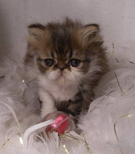 kittens, maine coon kitty, best maine coon breeders, coon cats for adoption, how long do maine coon cats live, how much is a maine coon, maine coon adults for sale, find cats for sale, registered cat breeders, how big do maine coon cats get, grey maine coon kittens for sale, where can i get a maine coon, maine coon kittens in maine, pure maine coon kittens for sale, purchase maine coon cat, calico maine coon kitten, the maine coon cat for sale, house kittens for sale, maincoons, maine coon cat cattery, where can i buy a maine coon, cat for sale usa, where to get a maine coon, where to find maine coon cats, male kittens for sale in Alabama, craigslist kittens, maine coon cattery usa, how much does a maine coon cost, bengal house cat price, cats for sale or adoption, large breed domestic cats for sale, snow bengal cat price, bengal cat adoption in Alabama, free cats and kittens, male maine coon, pics of kittens for sale, google kittens for sale, coon cat kittens for sale, purebred maine coon kittens for sale, maine coon cats for adoption in Alabama, red maine coon kittens, snow leopard bengal, american maine coon, grey kitten breeds, cheap maine coon kittens, calico maine coon kittens for sale, cat breeds for sale, bengal tiger cat, may coon cat, where can i buy a bengal kitten, where can you get a maine coon cat, maine coon cat rescue maine, maine coon kittens available now in maine, blue silver maine coon kittens for sale, maine coon price range, maine coon breeders usa, snow bengal breeders, purebred kittens for adoption, show cats for sale, bangles cats for sale, coon cat kittens, bengal tiger kitten, bengal domestic cat for sale, what is a maine coon, savannah cat breeders texas, silver tabby maine coon kittens for sale, biggest maine coon cat, maine coon in Alabama, is my cat a maine coon, big cat pets for sale, cata for sale, kittens that stay small for sale, big domestic cats for adoption, moon coon cat, maine moon cat, where can i find a maine coon cat, snow leopard bengal cat, ginger maine coon kittens for sale, male maine coon kittens for sale, best kittens to buy, maine coon cat kittens for adoption, man kun cat, leopard house cat for sale, baby maine coon kittens for sale, solid black maine coon kittens for sale, large domestic cats for adoption, maine coon kitten price range, best bengal cat breeders, full blooded maine coon kittens for sale, big cat breeds for sale, where can i find a maine coon kitten, purebred maine coon kittens, maine coon kitten cost, maine coon cattery maine, maine coon cats in maine, where can i buy a maine coon kitten, looking for maine coon kittens, cheap cats and kittens for sale, kittens for sale near, purebred kittens for sale in Alabama, cats available in Alabama, large maine coon for sale, giant maine coon breeders, short hair maine coon kittens for sale, kittens for sale online, where can i find kittens for sale, blue maine coon kitten, maine coon price usa, maine coon for sale usa, maine coon cat kittens for sale in maine, giant cat breed for sale, home cats for sale, maine coon purchase, maine coon cats for rehoming, how to buy a maine coon cat, huge maine coon cats for sale, red tabby maine coon kittens for sale, kittens for sale usa, maine coon for sale ohio, buy maine coon cat price, images of kittens for sale, what is the cost of a maine coon cat, registered kittens for sale, selling kittens in Alabama, where to get bengal kittens, where can i find kittens for sale in my area, brown maine coon, how much are maine coon kittens for sale, looking for a maine coon cat, how much are coon cats, american maine coon cat, purebred cats for sale in Alabama, where can i buy a coon cat, brown bengal cat, main coon kitten for sale, purebred cat breeds, snow bengal cat breeders, big kittens for sale, find kittens for sale in Alabama, pure maine coon kittens, maine coon cats and kittens for sale, tabby maine coon kittens, how to find kittens for sale, purebred maine coon cat for sale, how to be a cat breeder, kitten farm in Alabama, giant maine coon, where to purchase a maine coon cat, reputable cat breeders, large maine coon kittens, where can i find a bengal kitten, how to find a cat breeder, black and white maine coon kittens for sale, full breed maine coon kittens for sale, silver maine coon for sale, available kittens for sale, cost of maine coon kittens for sale, male maine coon for sale, how to get a maine coon cat, exotic big cats for sale, cats in maine, cats for sale around me, adult maine coon, maine coon kittens for sale nd, big maine coon for sale, cats for sale or adoption in Alabama, kitten breeds for sale, the bengal cat for sale, long hair maine coon kittens for sale, gray maine coon kitten, orange maine coon for sale, bengal cats and kittens, where to buy purebred cats, maine coon mix for sale, top bengal breeders, i want a maine coon kitten, where can i purchase a maine coon cat, pure maine coon, maine coon cats and kittens, cat breeds price, orange kittens for sale in Alabama, bengal cats and kittens for sale, where do i get a maine coon cat, purebred bengal cat for sale, moon coon, huge maine coon kittens for sale, giant maine coon kittens, kittens for sale price, how much are maine coon cats to buy, kittens for sa, bengal cat craigslist, pictures of maine coon kittens for sale, where to find maine coon kittens, tabby maine coon kittens for sale, i want to buy a maine coon kitten, where do you get a maine coon cat, bengal cat for sell, marie coon cat, leopard looking cat for sale, find maine coon kittens for sale, domestic bengal kittens for sale, main kun cat, show me a maine coon cat, where to find cats for sale, best maine coon breeders usa, large kittens for sale, purebred maine coon for sale, where can i purchase a bengal cat, a kitten for sale, gray maine coon kittens for sale, maine coon cat price usa, maine coon babies for sale, part maine coon kittens for sale, maine coon cats for sell, female maine coon kittens for sale, i want a maine coon cat, what is the price of a maine coon cat, available maine coon kittens for sale, biggest cats for sale, places that sell cats in Alabama, brown tabby maine coon kittens for sale, kittens for sale near ne, cat breeder reviews, kittens for sale today, orange maine coon cat for sale, very large cats for sale, maine coon cats available for adoption, bengal cat cattery, breeders in maine, leopard cat domestic for sale, how to find a reputable cat breeder, big house cat breeds for sale, large breed maine coon kittens for sale, blue maine coon for sale, cat breader, cats for sale nearby, brown maine coon kitten, white maine coon cats for sale, purebred maine coon rescue, maine coon maine, maincoons for sale