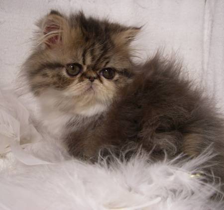 kittens for sale, cats for sale, persian kittens for sale, persian cat for sale, persian kitty, bengal kittens for sale, teacup kittens for sale, persian cat price, persian kittens for sale near me, teacup persian kittens for sale, siamese cat for sale, british shorthair kittens for sale, baby kittens for sale, persian kittens for adoption, white persian kittens for sale, white kittens for sale, himalayan kittens for sale, teacup kittens, tabby kittens for sale, buy persian cat, burmese kittens for sale, birman kittens for sale, teacup persian kittens for sale near me, baby cats for sale, chinchilla persian kittens for sale, persian cat rescue, exotic shorthair kittens for sale, himalayan cat for sale, doll face persian kittens for sale, persian cats for adoption, calico kittens for sale, free persian kittens, persian cats for sale near me, white persian kitten, black kittens for sale, himalayan kitten, cute kittens for sale, teacup cats for sale, cheap kittens for sale, grey kittens for sale, persian cat breeds, balinese kittens for sale, white persian cat for sale, miniature kittens for sale, persian breeders, exotic kittens for sale, long haired kittens for sale, fluffy kittens for sale, persians for sale, himalayan cat, buy persian cat online, teacup persian cat for sale, white cats for sale, silver tabby kittens for sale, newborn kittens for sale, teacup persian kittens, miniature cats for sale, persian cat kitten, buy persian kitten, tabby cats for sale, blue persian kittens for sale, orange kittens for sale, calico persian kittens for sale, cats and kittens for sale, miniature kittens, cheap persian kittens for sale, persian cat breeders near me, silver persian kittens for sale, flat face cat for sale, persian kitten breeders, black persian kittens for sale, hairless cat for sale, himalayan cat breed, persian cattery, persian cat kitten for sale, sphynx cat for sale, kitties for sale, teacup kittens for free, black persian cat for sale, fluffy cats for sale, kitten persia, half persian kittens for sale, buy a kitten, long haired cats for sale, himalayan kittens for sale near me, black and white kittens for sale, teacup persian kittens for adoption, manx kittens for sale, where to buy persian cat, persian cats for free, micro kittens for sale, red persian kitten for sale, siberian kittens for sale, tortoiseshell kittens for sale, siberian cat for sale, persian kitten price, chinchilla kittens for sale, teacup persian, persian kitty for sale, kittens for sale near me, ragdoll cat for sale, cat breeds, teacup doll face persian kittens for sale, abyssinian kittens for sale, grey persian kittens for sale, mini cats for sale, buy persian kittens online, siamese kittens for sale, blue persian cat for sale, female kittens for sale, ragdoll kittens for sale, grey tabby kitten for sale, purebred cats for sale, small kittens for sale, burmese cat for sale, white persian kittens for adoption, persian breeders near me, teacup kittens for adoption, persian kittens near me, doll face persian kittens, maine coon kittens for sale, big cats for sale, ginger persian kittens for sale, where can i buy a persian kitten, white persian cat, where can i buy a persian cat, chocolate persian kittens for sale, flat face persian kittens for sale, chinchilla cat for sale, grey persian kitten, chinchilla persian kittens, russian blue cat for sale, orange persian kittens for sale, rehome persian cat, flat faced kittens for sale, baby persian kittens, where to buy persian kittens, himalayan persian kittens for sale, birman cat for sale, doll face persian cat for sale, teacup cats for adoption, teacup kittens for sale near me, male kittens for sale, purebred persian kittens for sale, siamese kittens for sale near me, white kittens with blue eyes for sale, himalayan kittens for adoption, miniature persian cat, white persian kittens for free, ginger kittens for sale, teacup persian for sale, pure white persian kittens for sale, teacup persian kittens for sale price, exotic persian kittens for sale, cheap persian cats for sale, persian kittens available now, norwegian forest cat for sale, manx kittens, white persian kittens with blue eyes for sale, persian kittens available, persian baby cat for sale, chinchilla kitten, exotic shorthair for sale, siberian kitten, black cats for sale, teacup kittens for sale cheap, teacup himalayan kittens for sale, siamese kittens, black persian kitten, american shorthair kittens for sale, free persian kittens for adoption, baby persian kittens for sale, long haired persian kittens for sale, siamese kittens for adoption, persian show cats for sale, tabby persian kittens for sale, toy kittens for sale, himalayan cats for adoption, manx cat for sale, white teacup persian