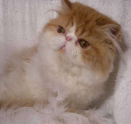 what can i use to bathe my kitten, best flea wash for cats, cat being bathed, best food for persian cats, soap safe for cats, what to wash kittens with, best brush for persian cat, do indoor cats need to be bathed, shampoo for white cats, what to bathe kittens with, best way to bathe a kitten, can i use baby shampoo on my cat, do you wash cats, cleaning your cat, best clippers for persian cats, fleas on kittens 5 weeks old, safe soap for kittens, can we bathe cats, wet persian cat, should i bathe my cat, best flea bath for kittens, fleas on baby kittens, can you give a kitten a bath, best cat food for persian kittens, flea treatment for 2 month old kitten, should cats be bathed, persian hair, baby persian kittens, can a cat be bathed, flea treatment for 5 month old kitten, can you shampoo a cat, hair cat, traditional persian cat, half persian cat, what can i bathe my kitten with, do you bathe kittens, kitten bath age, do you bathe your cat, persian cat eye care, cats need baths, how often should i bathe my cat, how often should you bathe a cat, can you bathe your cat, can we give bath to cats, best food for persian kitten, cat taking a shower, fleas on kittens 6 weeks old, do i need to wash my cat, cat having a bath, can u give a cat a bath, bathing cats with human shampoo, do house cats need baths, best comb for persian cats, persian cat products, how are you in persian, persian haircuts, my kittens have fleas, how to give your cat a bath, can you use baby shampoo on kittens, i want a persian cat, fleas on kittens 8 weeks old, iranian cat, cat washing face, how to give a kitten a bath, getting rid of fleas on kittens under 12 weeks, can you use dog shampoo on cats, i need to bathe my cat, i bathed my cat, do persian cats shed, persian cat eye care products, washing your cat at home, cat cleaning kitten, can u bathe a kitten, best dry food for persian cats, how to groom a persian cat, cat grooming bath, how to wash your cat, should you bathe cats, flea treatment for kittens 5 weeks old, getting fleas off kittens, what can i use to wash my kitten, tips for bathing a cat, bathing your kitten, best way to groom a cat, should you bathe your cat, my cat hates baths, how often to bathe cat, my newborn kittens have fleas, how often should you wash your cat, how to wash a kitten, can kittens have baths, persian cat eye wipes, 2 week old kittens have fleas, kitten with fleas what to do, how do you bathe a cat, cat bath box, how to bathe your cat, can i shower my kitten, kitty wash, fleas on kittens 7 weeks old, do kittens like baths, can you flea dip a cat, cat hairstyles, how to shower a cat, how to wash a cat, how to make cat shampoo, do u bathe cats, can you bathe newborn kittens, fluffy persian cat, kittens and baths, persian cat pics, 8 week kitten fleas, can i use baby shampoo on my kitten, long haired persian cat, what can you bathe a kitten with, best way to bathe cat, can you use shampoo on cats, do you wash your cat, giving a kitten a bath, washing your kitten, how often should you bathe your cat, should i give my cat a bath, persian months, best brush for himalayan cat, soap to wash cat, can you wash a cat, long haired cat, how to clean a cat, himalayan cat grooming, persian cat hair care, flat face persian, kitten in bathtub, will giving my cat a bath get rid of fleas, are you supposed to bathe cats, what soap to wash cat, how to take care of persian cat, best way to get fleas off a kitten, where can i take my cat to get groomed, can cats have baths, how do you give a cat a bath, should i wash my cat, flat face persian cat, what soap to use to bathe a cat, can kittens get fleas, how to bathe a cat without getting scratched, persian comb, how often do you bathe a cat, what soap can i use to wash my cat, persian cat eyes, kitten flea bath dawn, how to care for a persian cat, how to clean a cat without water, what can you bathe cats with, fleas on kittens 3 weeks old, persian cat haircut styles, how often should i wash my cat, where can i take my cat to get a bath, the persian cat, how to clean cat fur without water, where can i get a persian kitten, bath a cat, cleaning persian cat eyes, persian kitten care, how to give a cat a bath without getting scratched, persian cat grooming styles, how to groom a cat at home, fleas kittens under 8 weeks, persian care, how clean are cats, persian cat care and feeding, how to clean persian cat eyes, do u give cats baths, persian bath, can i give my cat a bath, how big do persian cats get, cat shampoo alternatives, do you shower cats, what does a persian cat look like, should you wash your cat, baby kittens have fleas, bathing cats to get rid of fleas, persian longhair, how to groom a persian cat at home, can you use flea shampoo on kittens, can i use dog shampoo on my cat, cleaning kittens, what can i wash my cat with, can you flea kittens, persian kitten care tips, long haired persian kittens, do you need to bathe cats, persian cat face, persian cat grooming tips, fleas on kittens 1 week old, how to give your cat a flea bath, how to get knots out of persian cats hair, best way to give a cat a bath, how to wash a cat without water, soap for cat bath, week old kittens have fleas, how to keep persian cats eyes clean, persian kit, should you give cats a bath, can i shampoo my cat, can cats be washed, how to shave a persian cat, persian cat care tips, best way to wash a cat, kitten shampoo alternative, cat with no hair, do kittens have fleas, how to give a dog a bath that hates water, cat having a shower, long haired cat care, should you give your cat a bath, can kittens have fleas, cat blow dryer, persian cat maintenance, baby shampoo safe for kittens, what to use to give a cat a bath, persian cat hair knots, bathing a cat with dawn, bathing a kitty, how to give my cat a bath, do i bathe my cat, how to bath cat, how often should cats be bathed, giving your cat a bath, what to use to wash a cat, how to take care of persian kitten, giving a bath to a cat, persian cat care guide, how to give a cat a bath that hates water, am i supposed to bathe my cat, persian eye care, can you bathe a cat with human shampoo, how to bathe a cat for the first time, how do groomers bathe cats, can you bath cats, a persian cat, what do you wash a cat with, how to bathe a persian cat, how to take a cat a bath, how to wash my cat, where can i take my cat for a bath, should cats get baths, how to care persian cat, best persian cat, persian cat care sheet, how to bathe my cat, bathing kittens with dawn, how do i bathe my cat, how to bathe a cat with claws, bathe them, should i bathe my kitten, what can i bathe my cat with, give a bath, should you wash cats, how to bathe a cat without water, persian hair care, how do i bathe a cat, how to draw a persian cat, persian cat cuts, do i need to bathe my indoor cat, how to dry cat after bath, when to bathe a cat, how to get a cat to take a bath, is it ok to bathe a cat, how often should you give a cat a bath, shower kitty, how to trim persian cat hair, best cat brush for persian cats, cat taking bath in sink, easiest way to give a cat a bath, how to bathe a kitten without shampoo, do you bath cats, persian cat giving birth, how do i give my cat a bath, how to brush a persian cat, cat hates bath, what can you wash a cat with, how to groom a kitten, kittens getting a bath, using baby shampoo on cats, how to cut persian cat hair, should you bath cats, my cat needs a bath, best way to bath, is it good to bathe cats, do you have to bathe cats, do i have to bathe my cat, how to trim a persian cat, how to give a cat a bath humor, what is the best cat food for persian cats, how to feed persian cat, how to clean cat without bath, when can i bathe my kitten, my persian cat, how to give a cat a bath joke, when can a dog take a bath after giving birth, how to give a cat a bath without water, cats that like baths, how to clean white cat fur, how to give a cat a bath for fleas, how to clean your cat without a bath, should cats have baths, what to use when bathing a cat, taking care of persian cats, what can you use to give a cat a bath, can i use baby soap on my cat, bathing a cat that hates water, how to give a cat a bath funny, is it bad to give your cat a bath, how to safely bathe a cat, how to bathe an old cat, can you give your cat a bath, how to bathe a persian kitten, how do you bathe a kitten, how to properly bathe a cat, fleas on kittens 4 months old, how often to bathe kitten, giving my cat a bath, do cats need baths grooming, is it necessary to bathe a cat, how to give a cat a haircut, how to clean persian eyes, how to calm a cat for a bath, persian cat guide, how often to wash cat, how to wash your cat without water, how can i give my cat a bath, how to bathe your kitten, how to dry bathe a cat, should you bathe kittens, can you blow dry a cat, take care in persian, is it safe to bathe a cat, how to wash a persian cat, should cats take baths, how to take a bath a cat, how to give a cat a shower, how to bathe a long haired cat, bathing cats necessary, cat after bath, do you have to bathe your cat, how to give a bath, how many times to bathe a cat, do you need to bathe your cat, white baby persian cat, how often should you bathe a persian cat, how to clean a dirty cat, can i use flea shampoo on kittens, why do persian cats eyes water, how often should a cat be groomed, what can you bathe a cat with, how often to bathe a persian cat, how to give a stray cat a bath, are baths good for cats, how often to bathe your cat, how often do cats need baths, what to wash my cat with, how to trim cat hair, how often can you wash a cat, can you take a cat a bath, how often to groom cat, how to bathe a cat at home, how to give a cat, how to get your cat to like baths, do you need to wash your cat, how to bathe kittens without cat shampoo, can you use dry shampoo on cats, how do you wash a cat, how to take your cat a bath, can i give a cat a bath, persian cat tips, can you wash a cat with shampoo, do you have to wash your cat, clean cat fur without water, how to get my cat to take a bath, do u give cats a bath, do you need to give your cat a bath, how often to brush cat, is it bad to bathe cats, how to get a cat to like baths, how to dry a kitten after a bath, what soap to use to wash a cat, how to give a kitten a bath without getting scratched, when to bathe a kitten, how to bathe persian cat, how often to give cat a bath, bathing a cat without water, how to dry your cat after a bath, cat with greasy fur, how many times should you bathe a cat, where are you from if your persian, how to bathe my kitten, how to give your cat a bath without getting scratched, are baths bad for cats, is it bad to bathe a cat, how to make a cat take a bath, how often should you bathe your kitten, how to make your cat like baths, how to wash a long haired cat, is it bad to give a cat a bath, how to give my kitten a bath, how often to bath cat, tips for giving a cat a bath, how to dry a cat after bath, how to get cats to like baths, when to give a cat a bath, when can kittens be bathed, giving your kitten a bath, when can i give a kitten a bath, how to bathe a kitty, persian cat coat type, how to bathe your cat at home, how often should kittens be bathed, what should i use to wash my cat, how often bath cat, do you need to bath cats, do you need to give cats a bath, when to give a kitten a bath, how to bathe cat without water, when to give your cat a bath, what do you bathe a cat with, is it ok to wash a cat, do cats need to take a bath, how often should a cat be washed, when should i give my cat a bath, how often can you bathe your cat, is it good to give your cat a bath, giving cats a bath how often, how often do you bathe your cat, do cats have to be bathed, should you bathe your kitten, how do you give your cat a bath, when to give cats a bath, what is safe to bathe a kitten with, is it necessary to bathe your cat, is it safe to bathe cats, how do i bathe my kitten, when to bathe your cat, the best way to wash a cat, how to bath the cat, is it necessary to give a cat a bath, how to properly give a cat a bath, hot to bathe a cat, how do you bathe a cat with claws, how often should you bathe kittens, best way to wash a cat with claws, how to clean my cat without bathing, how to clean my cat without water, do you give your cat a bath, is bathing cats bad
