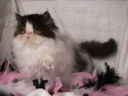 look like, cat being washed, purple persian cat, bathing cats to get rid of fleas, can cats use human shampoo, make your own cat shampoo, how to groom a persian cat at home, can i use dog shampoo on my cat, what can i wash my cat with, take care in persian, persian kitten care tips, can you give a kitten a bath, can i use baby shampoo on my cat, do you need to bathe cats, persian cat grooming tips, how to get knots out of persian cats hair, himalayan cat haircut, can you bathe cat after flea treatment, will bathing a cat kill fleas, white baby persian cat, how to keep persian cats eyes clean, persian kit, how to shave a persian cat, persian cat care tips, how to give a cat a bath, cat blow dryer, can you get a cat groomed, should u bathe your cat, can you use dry shampoo on cats, persian cat breeding tips, bathing a kitty, how to bath cat, baby face persian, can i give a kitten a bath, how to take care of persian kitten, persian cat care guide, can u bathe a kitten, can you bathe a cat with human shampoo, find persian cats, how do groomers bathe cats, can you bath cats, how to bathe a persian cat, what can i use to wash my kitten, how to care persian cat, how much is a persian cat worth, can i use dry shampoo on my cat, can you wash a cat with dog shampoo, where are persian cats from, how to clean persian cat eye discharge, can i shower my kitten, do kittens like baths, where do persian cats come from, can i use shampoo to wash my cat, what can i bathe my cat with, kittens and baths, how to bathe a cat without water, how do i bathe a cat, how much is a white persian kitten, how to draw a persian cat, giving a kitten a bath, washing your kitten, how to dry cat after bath, is it ok to bathe a cat, can you wash kittens with human shampoo, how to trim persian cat hair, cat taking bath in sink, how to bathe a kitten without shampoo, regular shampoo on cats, how to brush a persian cat, how to groom a kitten, kittens getting a bath, kinds of persian cat, how to cut persian cat hair, should you bath cats, how to trim a persian cat, how to clean cat without bath, where to get a persian cat, how to clean white cat fur, how to clean your cat without a bath, what to use when bathing a cat, taking care of persian cats, how to safely bathe a cat, how to bathe a persian kitten, how much is a white persian cat, persian cat face types, how do you bathe a kitten, how to properly bathe a cat, how often to bathe kitten, do cats need baths grooming, are persian cats nice, how to clean persian eyes, persian cat guide, how to wash your cat without water, how to dry bathe a cat, can you blow dry a cat, what is a persian cat, how to wash a persian cat, how to bathe a long haired cat, bathing a cat with dawn, cat after bath, can i use cat shampoo on a dog, how often should you bathe a persian cat, how to clean a dirty cat, why do persian cats eyes water, how often should a cat be groomed, what can you bathe a cat with, how often to bathe a persian cat, giving a bath to a cat, what to wash my cat with, how often to groom cat, how to bathe a cat at home, can you bathe your cat, how to bathe my cat, do you need to wash your cat, how to bathe kittens without cat shampoo, how do you wash a cat, persian cat tips, do you have to wash your cat, clean cat fur without water, how often to brush cat, is it bad to bathe cats, how to dry a kitten after a bath, do persian cats make good pets, how much does a white persian cat cost, what soap to use to wash a cat, when to bathe a kitten, how to bathe persian cat, how to dry your cat after a bath, how many times should you bathe a cat, where are you from if your persian, are baths bad for cats, is it bad to bathe a cat, how to wash a long haired cat, how to give my kitten a bath, how often to bath cat, bathe them, how to dry a cat after bath, when can kittens be bathed, how to bathe a kitty, how to bathe your cat at home, how often should kittens be bathed, do you need to bath cats, when to give a kitten a bath, bathing a cat without water, how to bathe cat without water, is it ok to wash a cat, do cats need to take a bath, how often should a cat be washed, what is safe to bathe a kitten with, is it necessary to bathe your cat, is it safe to bathe cats, how do i bathe my kitten, what can you bathe cats with, how to bath the cat, how often should you bathe kittens, best way to wash a cat with claws