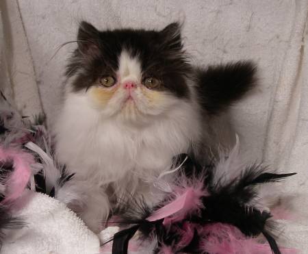 flea dip for cats, flea dip a cat, persian cat supplies, can cats take baths, can cats get baths, best flea bath treatment for cats, washing my cat, flat face persian cat, white persian, persian cat eyes, should cats be washed, white cat stained fur, do kittens need baths, the persian cat, where can i get a persian kitten, how to bathe a kitten, looking for a persian kitten, persian kitten care, cat grooming tips, persian pet, american persian cat, should cats have baths, easy way to bathe a cat, at home flea bath for cats, flea bath shampoo for cats, can you shower a cat, cat bathing in sink, can you wash your cat, persian longhair, best flea wash for cats, cat being bathed, soap safe for cats, do indoor cats need to be bathed, how much does a persian cat cost, should indoor cats be bathed, what to bathe kittens with, best way to bathe a kitten, long haired persian kittens, persian cat face, what can you wash a cat with, should cats be given baths, types of persian cats, can we bathe cats, do you shower cats, wet persian cat, how long do persian cats live, should you bathe kittens, show persian cat, should i bathe my cat, should cats take baths, best flea bath for kittens, can a cat be bathed, can you shampoo a cat, can i shampoo my cat, can cats be washed, what can i bathe my kitten with, do you bathe kittens, persian eyes, do you bathe your cat, can i bathe my kitten, persian nose, looking for persian cat, persian eye care, places that give flea baths, how often should you bathe a cat, persian cat cuts, a persian cat, what is the best shampoo for cats, can we give bath to cats, persian cat facts, cat having a bath, can u give a cat a bath, should cats be bathed regularly, bathing cats with human shampoo, do house cats need baths, persian cat products, how are you in persian, washing kittens, persian haircuts, best persian cat, iranian cat, do i bathe my cat, cat washing face, how to give a kitten a bath, can you use dog shampoo on cats, i need to bathe my cat, i bathed my cat, persian cat pics, all white persian cat, do persian cats shed, washing your cat at home, how to groom a persian cat, persian cat breeds, am i supposed to bathe my cat, cat grooming bath, how to wash your cat, what do you wash a cat with, tips for bathing a cat, bathing your kitten, persian cat single coat, can you use cat shampoo on dogs, how often to bathe cat, how often should you wash your cat, can i bathe my cat after flea treatment, persian hair care, how to wash a kitten, where did persian cats come from, can kittens have baths, how do you bathe a cat, how much are persian kittens, how to bathe your cat, can you flea dip a cat, how to shower a cat, should kittens be bathed, do u bathe cats, what can you bathe a kitten with, best way to bathe cat, can you use shampoo on cats, can i bathe my cat to get rid of fleas, do you wash your cat, can you wash a cat with shampoo, persian cat characteristics, bathing an old cat, will bathing my cat get rid of fleas, do i need to bathe my indoor cat, persian cat coat type, how often should you bathe your cat, should i give my cat a bath, can you bathe a cat to get rid of fleas, persian cata, should u bathe a cat, can you wash a kitten, soap to wash cat, my persian cat, can i bathe a kitten, cats bathing themselves, what to use to bathe a kitten, will giving my cat a bath get rid of fleas, kitten bath time, are you supposed to bathe cats, can i use shampoo on my cat, baby shampoo for cats, what soap to wash cat, how to take care of persian cat, bathing a cat that hates water, should you bathe your kitten, should i wash my cat, what soap to use to bathe a cat, what can i use to bathe my kitten, persian comb, will bathing a cat get rid of fleas, how often do you bathe a cat, what soap can i use to wash my cat, what to wash kittens with, how to care for a persian cat, can you wash cats with human shampoo, persian cat haircut styles, how often should i wash my cat, how to clean cat fur without water, can you use baby shampoo on cats, how to give a cat a bath without getting scratched, persian cat grooming styles, how to groom a cat at home, persian care, persian cat nose, how clean are cats, persian cat care and feeding, how to clean persian cat eyes, do u give cats baths, persian bath, can i give my cat a bath, how big do persian cats get, safe soap for kittens, what does a persian cat