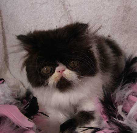 Shorthair Cat Breeder Grand Junction, Exotic Shorthair Cat Breeder Mead, Exotic Shorthair Cat Breeder Firestone, Exotic Shorthair Cat Breeder Arvada, Exotic Shorthair Cattery, Exotic cattery, Exotic shorthair cats, exotic shorthair kittens, Feline information, tips about cat care, cat behavior, information about cats, grooming tips, tips about grooming, Groomer's Goop, degrease a coat, Exotic Shorthair, Exotic Shorthairs, Exotic Shorthair Cats, Exotic Shorthair Kitten In Colorado, Exotic Shorthair Breeder In Colorado, Exotic Shorthair Cats for Sale, Exotic Shorthair Cat, Exotic Shorthair Kittens, Exotic Shorthair Kitten, Exotic Shorthair Cat Breeder, Exotic Shorthair Cat Breeders, Exotic Shorthair Cat Breeder In Colorado, Exotic Shorthair Kitten Breeder In Colorado, Cat Breeder, Cat Breeders, Cattery, Cat, Himalayans, Breeder, Breeders, Feline, Pet, Longhair Cats Persian Cattery, Persian, Persians, Persian Cats, Persian Kitten In Colorado, Persian Breeder In Colorado, Persian Cats for Sale, Persian Cat, Persian Kittens, Persian Kitten, Persian Cat Breeder, Persian Cat Breeders, Persian Cat Breeder In Colorado, Persian Kitten Breeder In Colorado, Cat Breeder, Cat Breeders, Cattery, Cat, Cats, Kitten, Kittens, Cat Attract cat litter, felines with bathroom problems, cat won't use the litter box consistently, poor litter box habits, cats in colorado, Persian cats for sale, Exotic Shorthair cats for sale, Exotic shorthair kitten, adopt kitten, kittens for sale in colorado, cats, kittens, Persians, Exotic shorthair cats, cute kittens, healthy kittens, cat shows in Colorado, cat breeder in colorado, Cat breeder with health guarantee Persian Cattery, Persian, Persians, Persian Cats, Persian Kitten In Colorado, Persian Breeder In Colorado, Persian Cats for Sale, Persian Cat, Persian Kittens, Persian Kitten, Persian Cat Breeder, Persian Cat Breeders, Persian Cat Breeder In Colorado, Persian Kitten Breeder In Colorado, Cat Breeder, Cat Breeders, Cattery, Cat, Cats, Kitten, Kittens, Persian cat information, buy Persian cat, buy Persian kitten, find Persian cat for sale, Persian cattery in Colorado, Persian Cat breeder in Colorado, Persian cat, Persian kittens for sale, Persian cat flat face, flat faced cat, retired show cat, adopt kittens, buy kittens for sale in Colorado, Persian cat breeder in Longmont, Persian cat breeder in Loveland, Persian cat breeder in Greeley, Persian cat breeder Fort Collins, Persian cat breeder Colorado Springs, Persian cat breeder Colorado, Persian breeder, Persian cats for sale near me, Exotic shorthair cat, cat toys, cat scratcher, cat bed, cat tower, cat scratching pole, cat scratching post, rope wrapped cat scratcher, cat litter, cat litter box issues, cat behavior, train cat to use litter box, cat information, cat, cat shows, cat shows near me, cat shows in Colorado, cat breeder at cat shows, long hair cat, long hair flat face, flat faced cat, friendly cat, loving cat, calm cat, happy cat, precious cat, precious cat breeder, healthy cats healthy kittens for sale, Cat breeder with kittens for sale, Hoobly cat breeder, Kittysites cat breeder, cat information, available cats and kittens for sale, Cat breeder directory, Pedigree cat, find purebred, cat breeder list, cat breeder locator, cattery search, search for cat breeder, cat breeder referral, breeders list by state, list of breeders, find cat breeder, find kittens, find cats for sale, breeder directory, cat breeder, kittens, cats for sale, kittens for sale, cats, Persians, Ragdolls, Siamese, Tonkinese, kittens, Snowshoe, Exotic, Main Coon, Devon Rex, Himalayan, Bengal, Abyssinians, Somali, Siberian, Russian Blue, RagaMuffin, Raga Muffin, Ocicat, Manx, Turkish Van, Cat, Cats, Cat Breeders, Cat Breeder, Cattery, Kitten, Kittens, Breeder, medicine, cat lovers, gifts, cat art, pedigree, links, cat rescue, cat shelter, shelters, cat services, cat sitting, boarding, training, cat advertising, Gifts, grooming, grooming supplies, grooming products, combs, shampoo, de-greaser, degreaser, cattery, find cattery list, cat breeders registry, find a cattery Persian Cattery, Persian, Persians, Persian Cats, Persian Kitten In Colorado, Persian Breeder In Colorado, Persian Cats for Sale, Persian Cat, Persian Kittens, Persian Kitten, Persian Cat Breeder, Persian Cat Breeders, Persian Cat Breeder In Colorado, Persian Kitten Breeder In Colorado, Cat Breeder, Cat Breeders, Cattery, Cat, Cats, Kitten, Kittens,