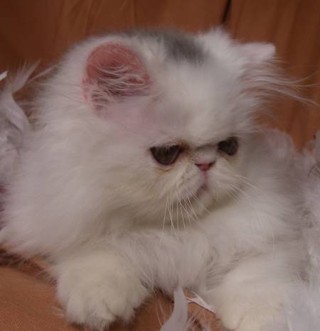 kittens for sale, persian cat, persian cat for sale, persian kitty, teacup kittens for sale, persian kittens for sale, persian cat price, teacup kittens, teacup persian kittens for sale, teacup cats for sale, persian cat breeds, teacup persian kittens, teacup cats, white persian cat, teacup persian kittens for sale near me, doll face persian kittens for sale, persian cat personality, persian cat food, persian cat care, blue persian cat, black persian cat, teacup persian, teacup persian cat, persian kittens for sale near me, teacup kittens for adoption, persian cats for adoption, miniature kittens for sale, teacup persian cat for sale, cat food, small cat breeds, persian kittens for adoption, teacup kittens for sale near me, persian cat grooming, white persian kittens for sale, grey persian cat, persian cat temperament, miniature cats for sale, persian cat kitten, wild cat breeds, teacup kittens for sale cheap, teacup himalayan kittens for sale, different cat breeds, miniature kittens, buy persian cat, cat grooming, white persian kitten, orange persian cat, chinchilla persian kittens for sale, exotic cat breeds, persian cat information, persian cat health problems, persian cats for sale near me, persian cat cost, white persian, teacup persian kittens for adoption, micro kittens for sale, largest domestic cat breed, cat illnesses, blue persian kitten, persian cat rescue, chinchilla kittens for sale, teacup cat price, mini cats for sale, best food for persian cats, chinchilla persian, cats for sale, gray persian cat, chinchilla persian cat, red persian cat, cat health, mini persian cat, cat vet, iranian tea cups, miniature persian cat, doll face persian, royal canin persian kitten, doll face persian kittens, calico persian, dog health, teacup persian cat price, cat training, cat health insurance, cat information, full grown teacup cats, teacup kittens price, white persian cat for sale, house cat breeds, ginger persian cat, persian cat names, grey persian kitten, persian breeders, teacup kitten breeders, chinchilla persian kittens, calico persian cat, cat symptoms, urinary health cat food, black and white persian cat, pet health, persians for sale, buy persian kitten, buy persian cat online, traditional persian cat, half persian cat, teacup persian kittens price, teacup cats for adoption, cat diseases, pet tracker for cats, persian cat eye care, urinary tract health cat food, cat care, himalayan persian cat, mini kittens, teacup kitty, cat health problems, where to buy teacup cats, teacup persian for sale, teacup persian kittens for sale price, tiny cats for sale, cat problems, cat behavior problems, golden persian cat, persian pet, iranian cat, sick cat, siamese kittens, black persian kitten, blue persian kittens for sale, toy kittens for sale, cat questions, cheap persian kittens for sale, white teacup persian kittens for sale, persian cat health issues, cat behavior, teacup kitty for sale, persian cat breeders near me, orange persian kitten, teacup cats for sale near me, pet cat, cat tea cups, pet the cat, himalayan persian kitten, cat illness symptoms, silver persian kittens for sale, shirazi cat, tabby persian cat, teacup cat breeds, flat face cat for sale, cat health issues, persian cat weight, gray persian kitten, persian cat diet, teacup persian cat full grown, persian cat health, kitten in a teacup, persian kitten breeders, persian dog, black persian kittens for sale, mini persian kittens for sale, persian cat price range, cat care clinic, persian cat kitten for sale, long haired persian cat, himalayan persian cat for sale, flat face cat, persian cat info, half persian kittens, kitten care, persian mix cat, baby persian cat, purebred persian kittens, teacup cats for sale cheap, miniature persian kittens, himalayan kitten, calico persian kitten, short hair persian cat, mini kittens for sale, black persian cat for sale, toy persian kittens for sale, persian cat colors, kitten persia, persian cat problems, white teacup persian kitten, small persian cat, persian cat personality temperament, exotic persian kittens, persian cross cat, silver persian cat, brown persian cat, cat nutrition, where to buy persian cat, doll face persian cat, red persian kitten for sale, teacup persian kittens for sale cheap, golden persian kittens for sale, miniature kittens for sale near me, persian cat hair care, domestic cat breeds, miniature persian kittens for sale, persian kitten price, burmese cat, persian kitty for sale, free persian kittens, micro kittens, fluffy persian kittens for sale, teacup doll face persian kittens for sale, flat face persian cat, cute persian cat, persian blue, teacup white persian cat, red persian