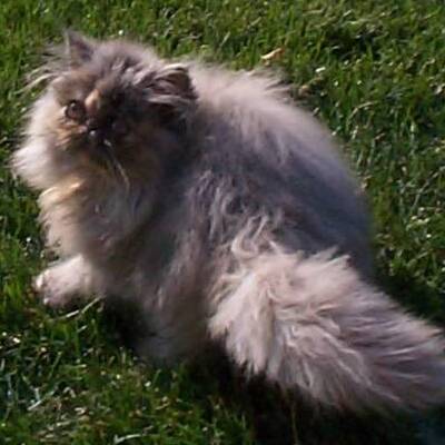 Blue cream persian hot sale kitten for sale