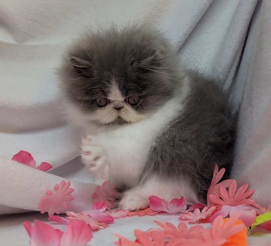 Exotic Adoption: Exotic Kittens for Sale and Adoption 