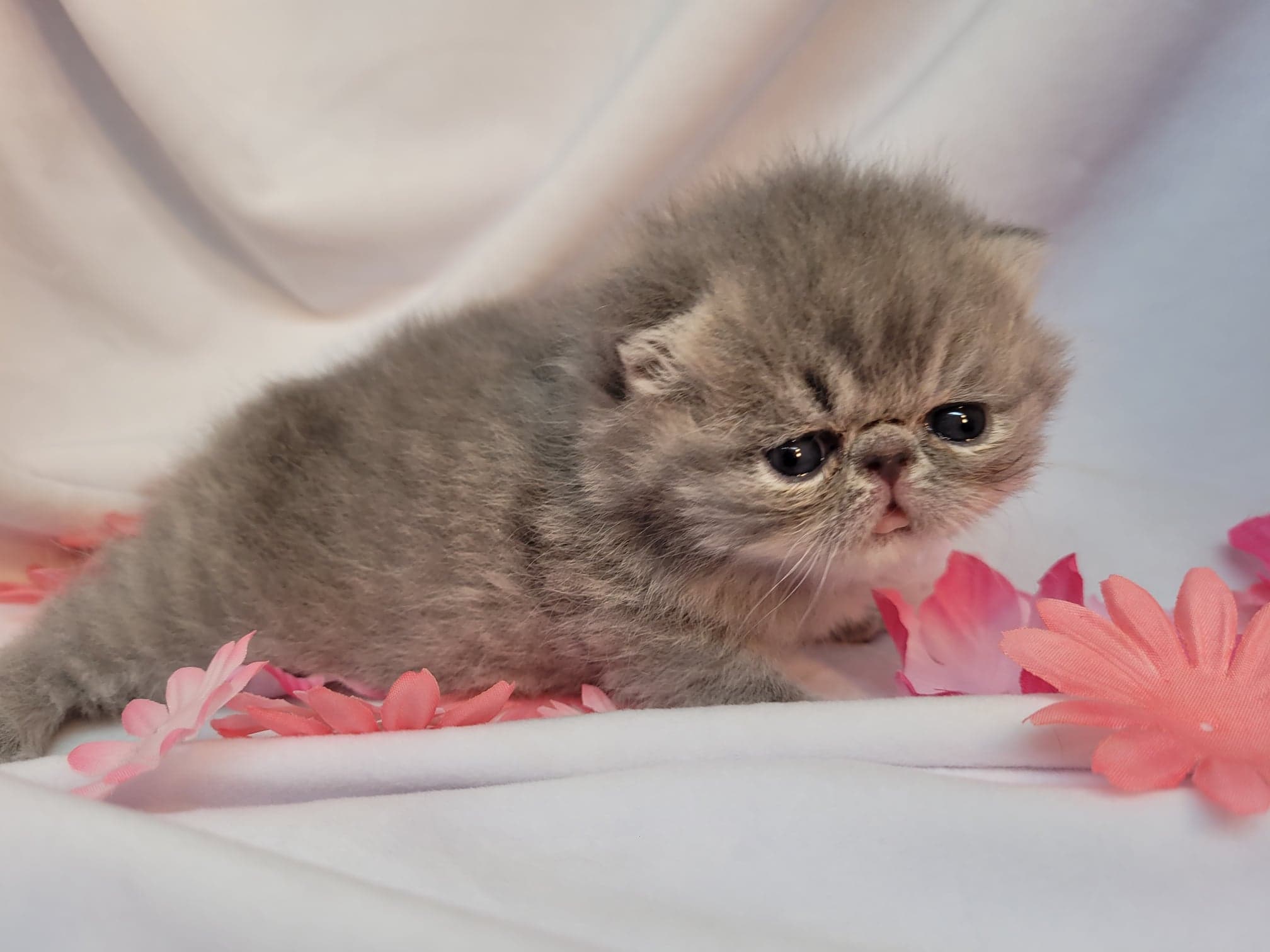 Exotic shorthair persian sales kittens