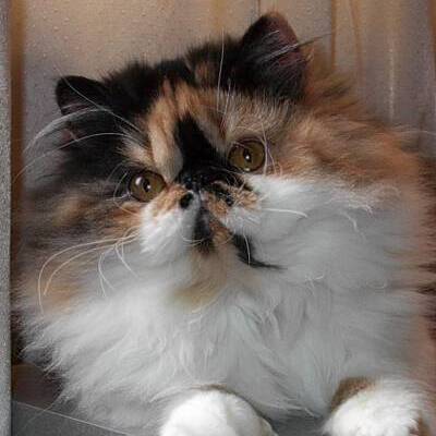 calico persian kittens