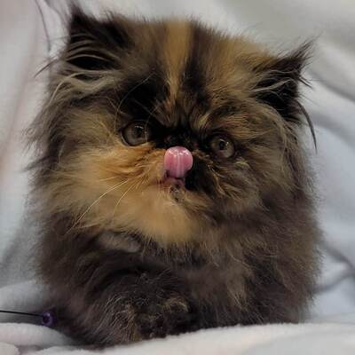 Tortoiseshell best sale persian cat