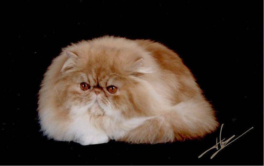 Persian & Exotic Shorthair Cats - Rocky Mountain Persians, Himalayans & Exotic  Shorthair