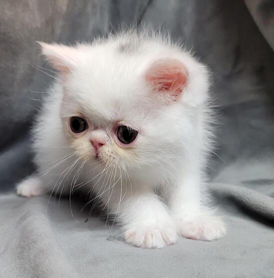 Available - Rocky Mountain Persians, Himalayans & Exotic Shorthair