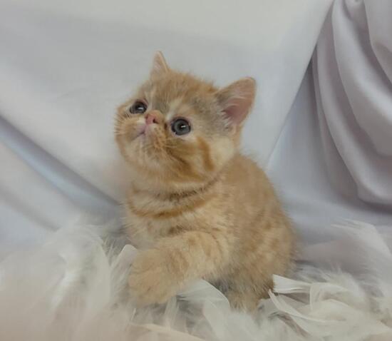 Available - Rocky Mountain Persians, Himalayans & Exotic Shorthair