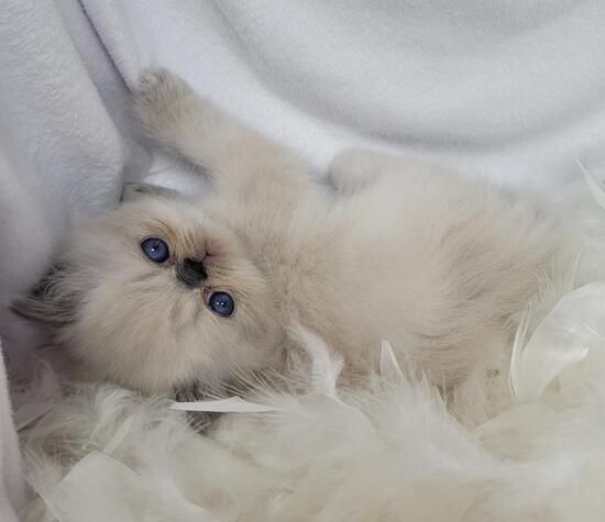 Blue point Himalayan male-22 himalayan breeders, himalayan cat, persian kittens for sale, persian cat for sale, himalayan kittens for sale, persian kitty, himalayan cat for sale, himalayan kitten, persian cat price, kittens for sale, persian cat rescue, persian kittens for sale near me, teacup persian kittens for sale, teacup cats for sale, himalayan cat breed, persian cats for adoption, persian cat breeds, himalayan kittens for sale near me, persian kittens for adoption, white persian kittens for sale, miniature cats for sale, teacup kittens for sale, teacup kittens, persian breeders, buy persian cat, teacup persian kittens for sale near me, chinchilla persian kittens for sale, exotic shorthair kittens for sale, doll face persian kittens for sale, persian cats for sale near me, white persian kitten, himalayan cat rescue, himalayan cat price, white persian cat for sale, chinchilla persian kittens, exotic kittens for sale, long haired kittens for sale, fluffy kittens for sale, persians for sale, buy persian cat online, teacup persian cat for sale, himalayan persian kittens for sale, himalayan persian cat, himalayan kittens for adoption, blue point himalayan kittens for sale, teacup persian kittens, persian cat kitten, buy persian kitten, himalayan cats for sale near me, teacup himalayan kittens for sale, blue persian kittens for sale, calico persian kittens for sale, himalayan cats for adoption, cheap persian kittens for sale, white kittens for sale, doll face himalayan kittens for sale, persian cat breeders near me, himalayan kitten breeders, persian rescue, black persian kitten, himalayan persian kitten, silver persian kittens for sale, flat face cat for sale, persian kitten breeders, black persian kittens for sale, persian cat kitten for sale, himalayan persian cat for sale, seal point himalayan kittens for sale, exotic shorthair cat for sale, himalayan persian, buy himalayan cat, exotic kittens, black persian cat for sale, himalayan breeders near me, sphynx kittens for sale, kitten persia, baby kittens for sale, half persian kittens for sale, persian cat cost, blue point himalayan cat, teacup persian kittens for adoption, where to buy persian cat, cheap himalayan kittens for sale, red persian kitten for sale, tortoiseshell kittens for sale, siamese cat for sale, blue persian kitten, chocolate point himalayan kittens for sale, persian kitten price, chinchilla kittens for sale, persian kitty for sale, calico kittens for sale, ragdoll cat for sale, cat breeds, grey persian kittens for sale, mini cats for sale, buy persian kittens online, siamese kittens for sale, himalayan for sale, bengal cat breeds, cats for sale, blue persian cat for sale, maine coon breeders, red persian cat, persian cat baby price, ragdoll kittens for sale, munchkin kittens for sale, himalayan cattery, white persian kittens for adoption, bengal kittens for sale, persian breeders near me, persian kittens near me, doll face persian kittens, ginger persian kittens for sale, where can i buy a persian kitten, white persian cat, where can i buy a persian cat, persian and himalayan cat rescue, white himalayan cat, ragdoll breeder, chocolate persian kittens for sale, birman kittens for sale, tabby kittens for sale, himalayan cat kitten, flat face persian kittens for sale, exotic cats for sale, miniature kittens for sale, himalayan cat breeders near me, siamese himalayan kittens for sale, chinchilla cat for sale, grey persian kitten, bengal cat for sale, flame point himalayan kittens for sale, orange persian kittens for sale, rehome persian cat, blue himalayan cat, ragdoll cat breeds, himalayan kittens near me, flat faced kittens for sale, baby persian kittens, himalayan cat names, where to buy persian kittens, teacup himalayan kittens, sphynx cat breeders, persian cat, british shorthair breeders, black himalayan cat, doll face persian cat for sale, teacup cats for adoption, teacup kittens for sale near me, himalayan kitty, purebred persian kittens for sale, flame point himalayan cat, burmese kittens, miniature persian cat, black persian cat, teacup persian for sale, exotic persian kittens for sale, maine coon kittens, persian cat information, cheap persian cats for sale, persian kittens available now, manx kittens, persian kittens available, persian baby cat for sale, seal point himalayan kitten, himalayan cat cost, white cats for sale, siamese kittens, baby himalayan kittens for sale, silver tabby kittens for sale, baby persian kittens for sale, tonkinese kittens, doll face persian breeders, persian cat care, purebred himalayan kittens for sale, long haired persian kittens for sale, tabby persian kittens for sale, seal point himalayan cat, newborn kittens for sale, balinese kittens, grey kittens for sale, himalaya sales, white teacup persian kittens for sale, himalayan persian breeders, flame point himalayan kitten, blue point himalayan kitten, white persian cat price, persian cats for adoption near me, where to buy kittens, persian kittens for adoption near me, buy himalayan kitten, siamese cat breeds, white himalayan kittens for sale, ragdoll kittens, kittens for sell, cheap persian kittens, teacup cats for sale near me, persian cat online, doll face kittens, ginger cats for sale, pure white kittens for sale, abyssinian kitten, chocolate himalayan kittens for sale, burmese cat breeds, scottish fold breeders, pedigree persian kittens for sale, gray persian kitten, persian cat online purchase, peke faced persian kittens for sale, white persian kittens for sale near me, persian and himalayan kittens for sale, silver bengal kittens for sale, sphynx breeders, seal point himalayan, white himalayan cat for sale, persian cars, persian cat price range, flat faced cats for adoption, flame point persian kittens for sale, persian cat kitten price, persian mix kittens for sale, persian cat doll, cute persian kittens for sale, sphynx kitten, where can i buy a himalayan kitten, baby persian cat, bengal kittens, purebred persian kittens, looking for persian kittens for sale, blue persian cat, siamese himalayan kittens, munchkin kitten, calico persian kitten, shirazi cat for sale, kittens for rehoming, grey persian cat for sale, bengal breeders, blue persian for sale, white teacup persian kitten, silver persian kitten, himalayan kitten rescue, blue kittens for sale, russian blue breeders, himalayan persian for sale, baby himalayan cat, male persian cat for sale, himalayan pet, orange persian cat for sale, ragdoll cat, best brush for himalayan cat, exotic persian kittens, black persian cat price, persian himalayan cat rescue, silver persian cat, pure persian kitten for sale, seal point persian kittens for sale, cheap persian cats, russian blue kittens, brown persian cat for sale, golden persian kittens for sale, blue point persian kittens for sale, himalayan cat grooming, grey persian cat, doll face himalayan, tortie point himalayan kittens for sale, kitties for sale, persian cats and kittens for sale, kitten breeds, miniature persian kittens for sale, shirazi cat price, exotic shorthair breeders, himalayan cat food, extreme face persian kittens for sale, smushed face cat for sale, lilac persian kittens for sale, ginger persian kitten, doll face himalayan kittens, himalayan mix kittens for sale, free persian kittens, grey himalayan cat, blue eyed persian kittens for sale, fluffy persian kittens for sale, teacup doll face persian kittens for sale, himalayan cat kitten for sale, persian cat purchase, long haired cats for sale, cfa persian kittens for sale, brown persian kittens for sale, white persian cat breeders, baby himalayan kittens, black and white kittens for sale, tonkinese breeders, lilac point himalayan kittens for sale, short haired persian kittens for sale, long haired himalayan kittens for sale, pedigree kittens for sale, himalayan cat care, red persian kitten, persian kitten for sell, persian cat cattery, cream persian kittens for sale, where can i buy a himalayan cat, black and white persian kittens for sale, white doll face persian kittens for sale, where can i get a persian kitten, pedigree persian cats for sale, ginger persian cat for sale, gray persian kittens for sale, persian cat near me, best food for himalayan cat, persian rescue cats for sale, looking for a persian kitten, white persian for sale, blue eyed persian cat for sale, lynx point himalayan kittens for sale, himalayan siamese cat for sale, pure persian cat for sale, white kittens, himalayan cat hypoallergenic, chocolate himalayan cat, flat face persian cat for sale, seal point persian cat, black himalayan kitten, doll face persian himalayan kittens sale, teacup persian cat price, abyssinian cat breeds, flame point himalayan for sale, red persian cat for sale, newborn persian kittens for sale, where to get a persian kitten, himalayan kitten names, blue himalayan kittens for sale, doll face persian for sale, blue point himalayan cat for sale, persian himalayan kittens for adoption, himalayan persian cat price, purebred persian cat, white chinchilla persian kittens for sale, himalayan persian cat breeders, long hair persian cat for sale, flat face cat breeds for sale, white persian cat for adoption, doll face himalayan cat, himalayan kitties for sale, doll face persian cat breeders, grey tabby kitten for sale, where to buy himalayan kittens, teacup chinchilla persian kittens for sale, local kittens for sale, blue lynx point himalayan kittens for sale, long haired persian kittens, persian cat for sell, siamese breeds, flame point himalayan cat for sale, chocolate point persian kittens for sale, seal point himalayan cat for sale, female persian cat for sale, kittens, siamese cat, cornish rex breeders, all white persian kittens for sale, chocolate persian kitten, gray himalayan cat, smushed face kittens for sale, doll face kittens for sale, peke face cat for sale, where to buy a himalayan kitten, short hair himalayan cat, purebred persian cat for sale, persian and himalayan kittens, teacup persian kittens price, miniature himalayan cat, himalayan cat toy, local himalayan kittens, fluffy persian kittens, black persian for sale, find persian kittens for sale, persian kittens for sale in nc, chinchilla persian for sale, chinchilla persian cat for sale, male persian kittens for sale, egyptian mau breeders, oriental shorthair breeders, himalayan persian mix kittens for sale, traditional persian kittens for sale, himalayan kittens for sale in pa, siamese for sale, cream point himalayan kittens for sale, grey persian cat price, house cats for sale, seal point persian kitten, golden persian kitten, cute persian cats for sale, pure white persian kittens for sale, teacup persian kittens for sale price, himalayan cat diet, persian cat info, calico persian cat for sale, munchkin breeder, female persian kittens for sale, gray persian cat for sale, traditional persian cat breeders, short hair himalayan kittens for sale, white persian kittens with blue eyes for sale, burmese cat, large himalayan cat, blue point persian kitten, toy persian kittens for sale, persian cross kittens, flat faced kittens, black persian cat for adoption, where can i buy a white persian kitten, persian kittens for sale california, buy white persian kitten, purebred himalayan kittens, buy white persian cat, looking for persian cat, lynx point himalayan cat, persian cat for sale price, ragdoll, himalayan cat weight, persian and himalayan rescue, white himalayan kitten, siamese himalayan mix kittens for sale, looking for himalayan kittens, pure persian cat price, persian kitten breeders near me, blue lynx point himalayan, blue persian cat price, cream point himalayan cat, long haired himalayan cat, black himalayan cat for sale, persian tabby cat for sale, flat face cat price, himalayan adoption, teacup kitty for sale, himalayan cat photos, where can i find a persian cat, himalayan cat personality, chinchilla cat price, grey and white persian kittens for sale, blue himalayan cat for sale, himalayan kittens for sale in ohio, i want a persian cat, flame point persian kitten, tabby persian kitten, chinchilla persian cat, half persian cat for sale, himmie cat, persian cat rescue near me, doll face persian, peke faced persian for sale, ocicat breeders, blue cream persian kitten for sale, himalayan siamese cat, teacup white persian cat for sale, mini persian cat, himalaya, himalayan cat health problems, american shorthair breeders, gray persian cat, burmese breeders, person cats for sale, all white persian cat for sale, toy himalayan kitten, chocolate himalayan kitten, flat face persian for sale, ragdoll kitten breeders, flame point persian cat, white chinchilla kittens for sale, white fluffy persian kittens for sale, himalayan kitten care, mini persian cat for sale, fluffy persian cat, persian kitten rescue, mini persian kittens for sale, brown himalayan cat, newborn himalayan kittens, mini himalayan cat, registered persian cat breeders, himalayan cat haircut, siamese himalayan mix kittens, lilac himalayan cat, looking for a himalayan cat, baby doll face persian kittens for sale, i want to buy a persian cat, teacup kittens price, black and white persian cat, doll face persian cat price, birman breeders, silver himalayan cat, miniature himalayan cats for sale, bengali, black himalayan kittens for sale, persian siamese cat for sale, want to buy a persian kitten, doll face persian cattery, cats 101 himalayan, seal point himalayan for sale, himalayan cats and kittens, red tabby persian kittens for sale, persian and himalayan cat, persian puppies for sale, himalayan mix kittens, exotic persian cat, doll face cats for sale, short hair persian cat price, extreme persian kittens for sale, persian kittens for sale sc, persian adoption, where to find persian kittens, silver persian cat for sale, purebred persian cat price, abyssinian breeders, teacup kittens for sale cheap, seal point persian himalayan kittens for sale, himalayan kittens for sale in nc, teacup persian cat breeders, teacup persian kittens for sale cheap, pretty kittens for sale, exotic himalayan cat, himalayan kitten price, himalayan ragdoll kitten, persian cat puppy for sale, persia, teacup persian, white persian cat kitten, flat face persian kitten, white persian kitty for sale, short haired himalayan kittens for sale, dollface himalayan kitten, short hair persian cat for sale, siamese kitten breeders, flame point himalayan, black and white persian kitten, ragdoll cross himalayan kittens, singapura breeders, baby persians for sale, persian cats and kittens, white persian kitten price, himalayan kittens for sale nj, orange himalayan cat for sale, white himalayan persian cat, ginger persian cat, free himalayan kittens, blue cream himalayan cat, cream himalayan cat, himalayan lynx cat, chinchilla persian kittens price, persian cross cat, persian doll cat, persian siamese kittens for sale, hansa himalayan cat, brown tabby persian kittens for sale, japanese bobtail breeders, silver tabby persian kittens for sale, american bobtail breeders, himalayan puppy, blue point himalayan for sale, orange persian kitten, traditional persian cat for sale, dollface teacup persian kittens, manx breed, himalayan kittens for sale in florida, himalayan persian kittens price, persian dogs for sale, orange himalayan kittens for sale, grey and white persian kitten, blue point himalayan persian kittens, himalayan kittens for sale in va, blue point himalayan, miniature persian cat for sale, purebred himalayan cat, baby white persian kitten, red himalayan cat, persian white kitty, white persian cat cost, where to get a persian cat, persian price, calico persian for sale, hansa himalayan, balinese breeders, seal lynx point himalayan kittens, where to buy teacup kittens, mini kittens for sale, persian kittens for sale in, persian cat breeders ontario, persian kitten flat face for sale, himilayas, blue cream himalayan, chinchilla silver persian cat for sale, purebred himalayan, cream point himalayan, himalayan kittens for sale ny, toy persian kittens, miniature cat breeds for sale, persian mix cat, himalayan kittens for sale texas, himalayan rescue, white persian kitty, lilac point himalayan kitten, persian show cats for sale, himalayan kittens for sale in ma, munchkin himalayan kittens, chocolate point himalayan kitten, baby doll kittens for sale, nebelung breeders, himalayan kittens for sale in michigan, iranian tea cups, burmilla breeders, white persian kitten adoption, silver point himalayan cat, traditional himalayan cat, persian kitties for adoption, looking for kittens for sale, blue himalayan kitten, persian himalayan mix kittens, himalayan cats and kittens for sale, persian kittens for sale in wv, white doll face persian kitten, himalayan kittens for sale mn, persian tabby for sale, himalayan colours, new kittens for sale, himalayan kittens for sale in nh, teacup kittens for adoption, persian flat face cat, american curl breeders, bombay for sale, orange himalayan kitten, male himalayan cat, persian cats for sale nc, chocolate point himalayan for sale, purebred himalayan cat price, pet kittens for sale, himalayan kittens for sale in ct, himalayan kittens for sale in sc, find kittens for sale, pure himalayan cat, himalayan kittens for sale in ky, half himalayan cat, orange persian cat kitten, tortie point himalayan cat, persian cat dealers, australian mist breeders, mini persian kittens, persian cat breeders ny, persian cat grooming, persian cat breeders nj, british longhair breeder, buy teacup kitten,